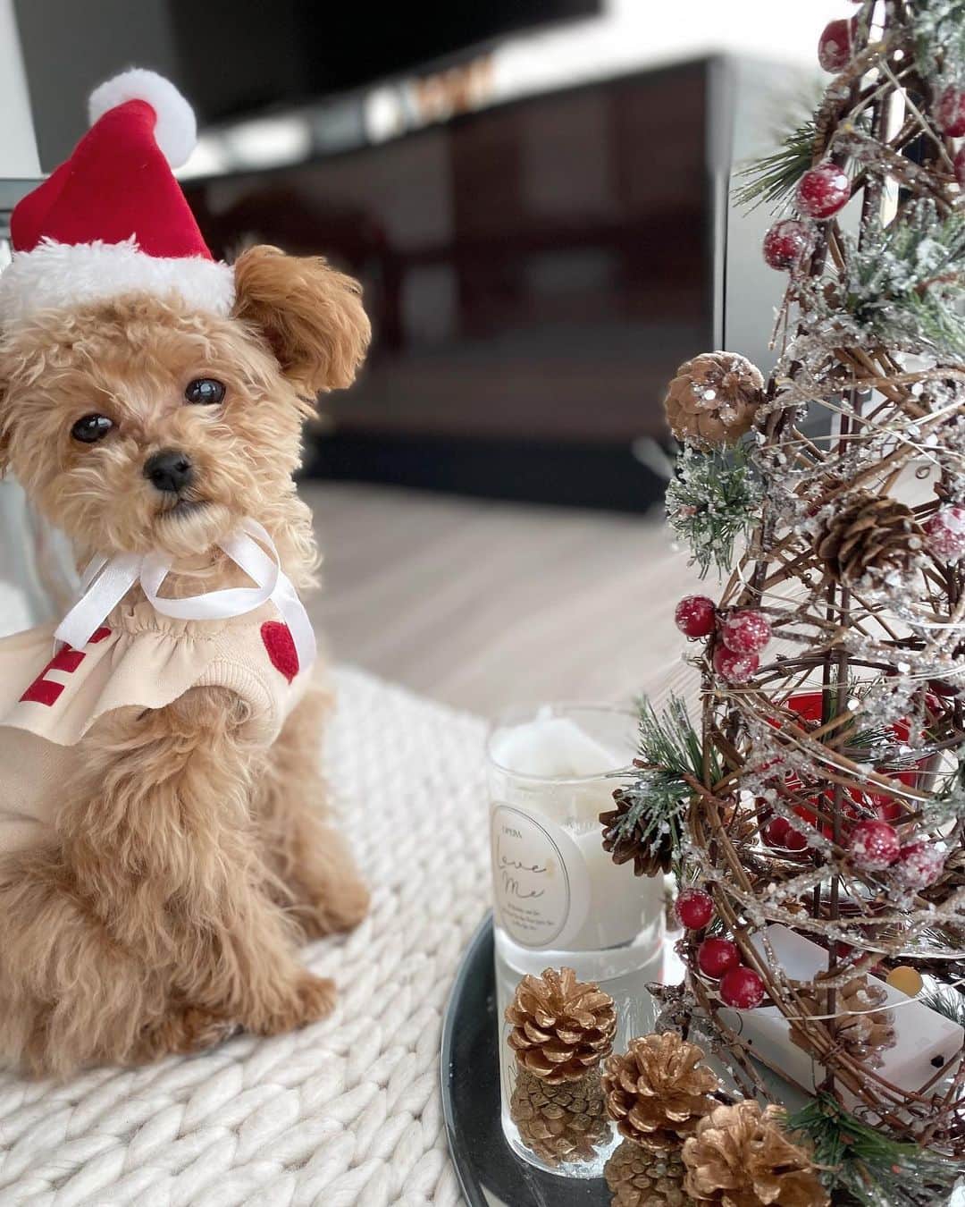 仲村美香さんのインスタグラム写真 - (仲村美香Instagram)「Merry christmas eve🎅🎄 どういう表情！？🤣🤣🤣笑 優しい微笑み。笑 @grammy.dog ・ ・ ・ 今年のクリスマスプレゼントは 少し早めのぐらみーでした🥰 私どっちかというと わんちゃんが苦手だったんだけど、 こんなに溺愛になるとは…🤣🤣🤣笑 これからもずっと一緒だよ❤️ ・ ・ ・ ・ #Grammy #dog #grammydog #犬 #fashion #poodlelove #dogstagram #doglover #dogs #いぬすたぐらむ #イヌスタグラム  #犬スタグラム #ドッグ#doglovers #仔犬　#子犬　#puppy #puppylove #puppydog#トイプードル #ティーカッププードル #poodle#クリスマス#クリスマスイブ#christmaseve」12月24日 17時14分 - mikapu0519