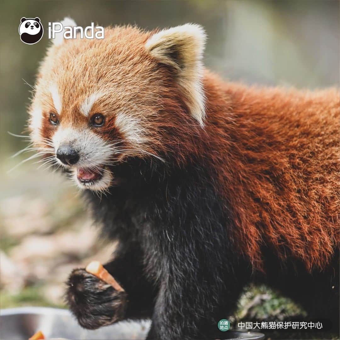 iPandaさんのインスタグラム写真 - (iPandaInstagram)「Look at me! Caramel is an underrated beautiful color your wardrobe is missing. 🐼 🐾 🐼 #panda #ipanda #animal #pet #adorable #China #travel #pandababy #cute #photooftheday #Sichuan #cutepanda #animalphotography #cuteness #cutenessoverload #giantpanda」12月24日 17時30分 - ipandachannel