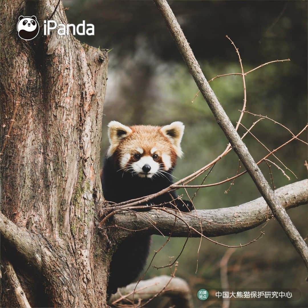 iPandaさんのインスタグラム写真 - (iPandaInstagram)「Look at me! Caramel is an underrated beautiful color your wardrobe is missing. 🐼 🐾 🐼 #panda #ipanda #animal #pet #adorable #China #travel #pandababy #cute #photooftheday #Sichuan #cutepanda #animalphotography #cuteness #cutenessoverload #giantpanda」12月24日 17時30分 - ipandachannel