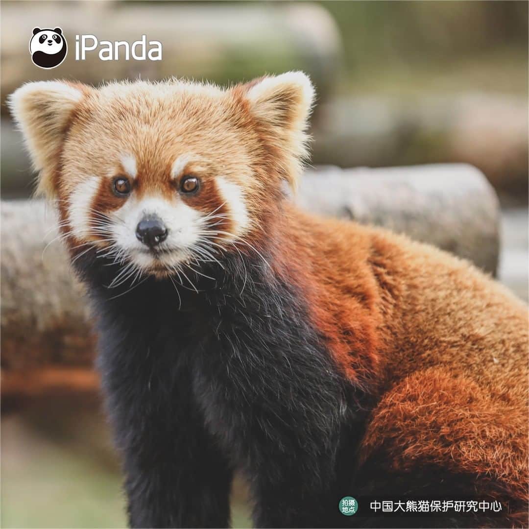 iPandaさんのインスタグラム写真 - (iPandaInstagram)「Look at me! Caramel is an underrated beautiful color your wardrobe is missing. 🐼 🐾 🐼 #panda #ipanda #animal #pet #adorable #China #travel #pandababy #cute #photooftheday #Sichuan #cutepanda #animalphotography #cuteness #cutenessoverload #giantpanda」12月24日 17時30分 - ipandachannel