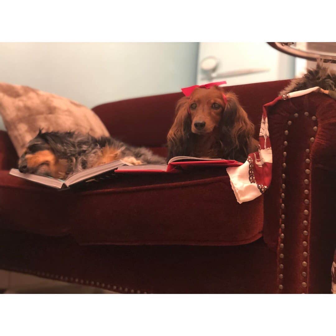 金山睦さんのインスタグラム写真 - (金山睦Instagram)「Merry Christmas 🎅🎄🎁 #dogstagram #dachshund」12月24日 18時07分 - kanayama_chika