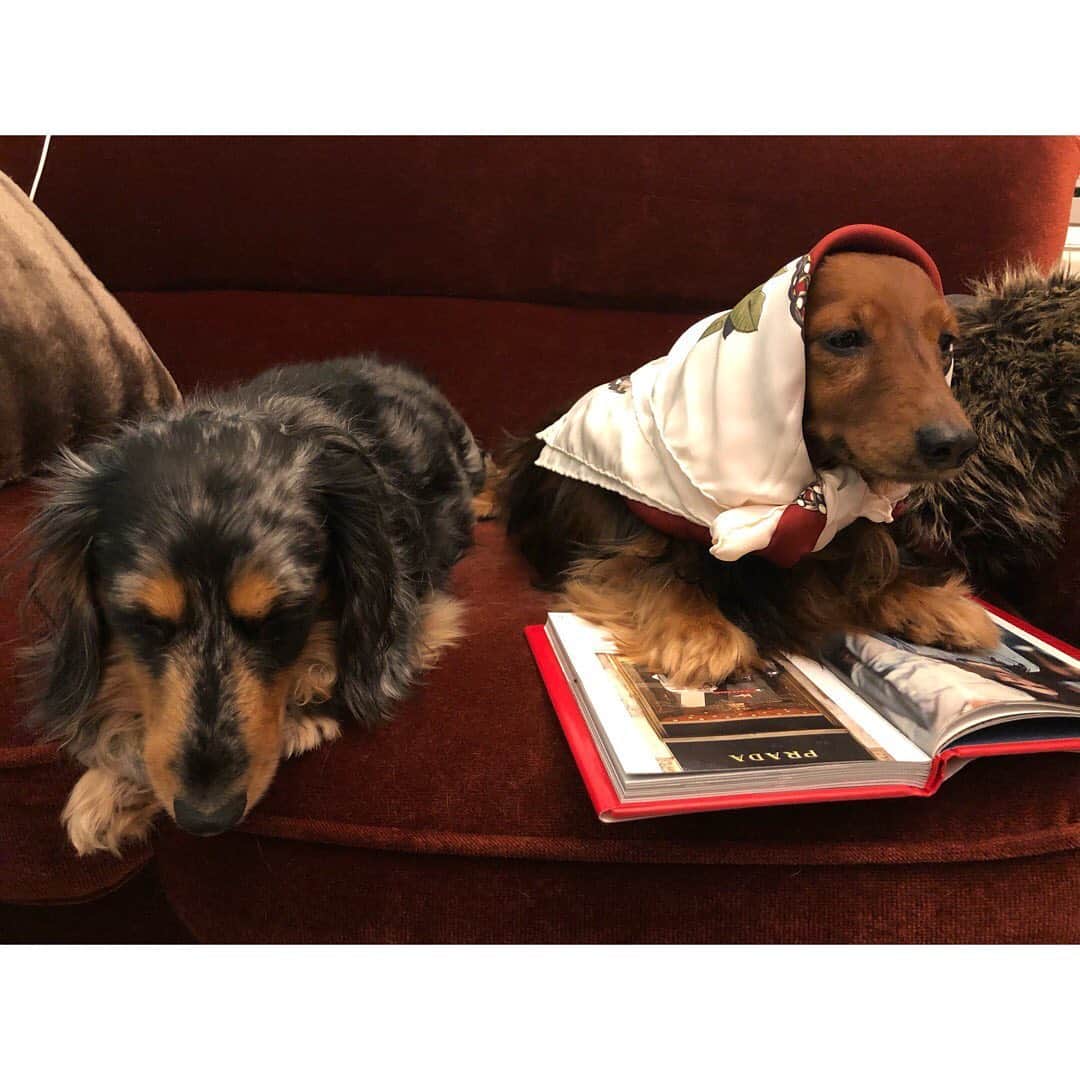 金山睦さんのインスタグラム写真 - (金山睦Instagram)「Merry Christmas 🎅🎄🎁 #dogstagram #dachshund」12月24日 18時07分 - kanayama_chika