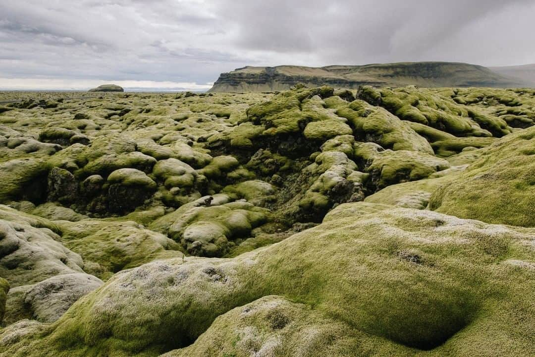 National Geographic Travelさんのインスタグラム写真 - (National Geographic TravelInstagram)「Photo by @kiliiiyuyan | A green carpet of sphagnum moss covers the moist volcanic landscape of southern Iceland. Though close to the Arctic Circle, Iceland's climate is influenced by the Gulf Stream, making it warmer and stormier than one might expect. Follow me @kiliiiyuyan for more from the north and beyond. #iceland #landscape #green」12月24日 18時09分 - natgeotravel