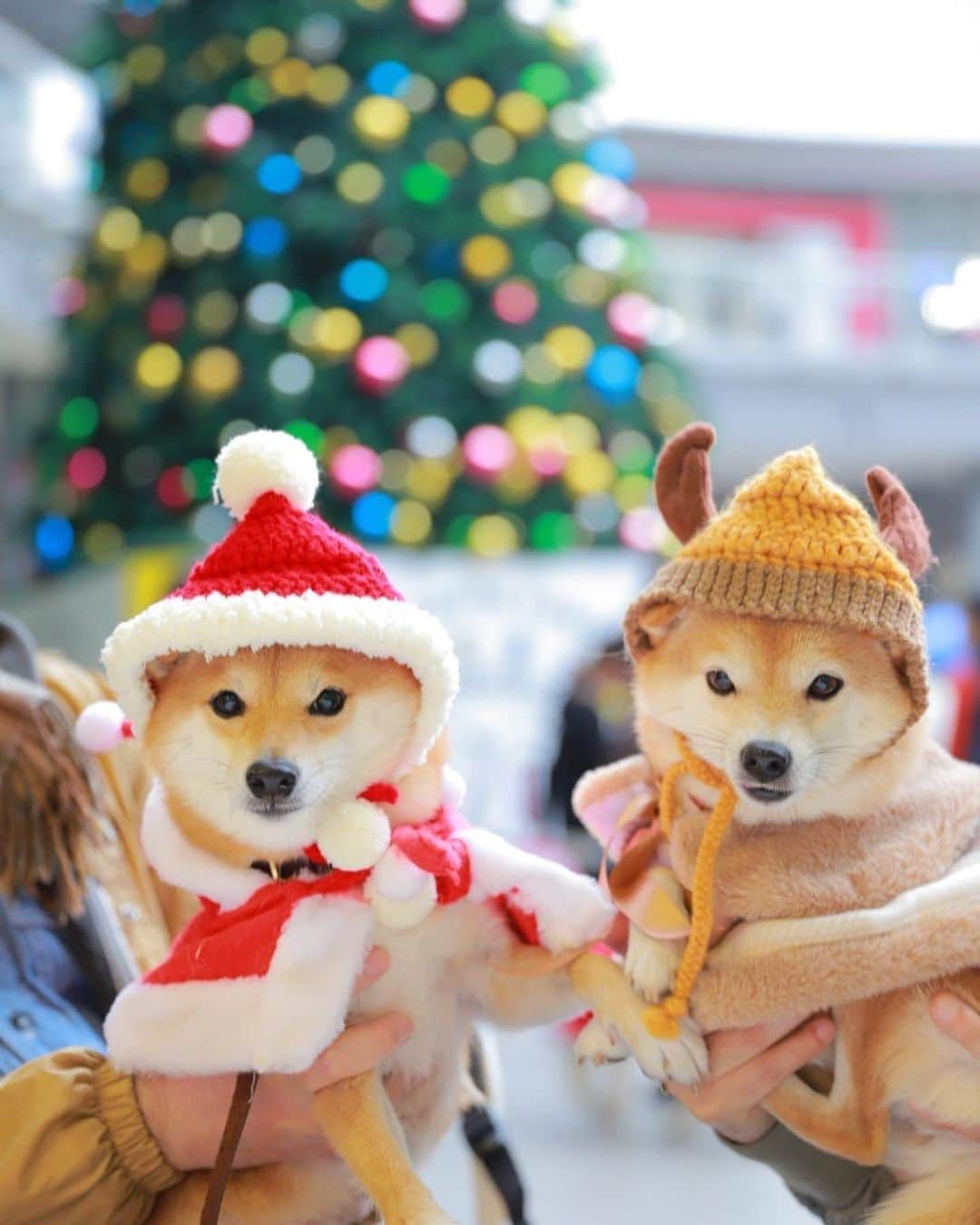 豆柴にこちゃんさんのインスタグラム写真 - (豆柴にこちゃんInstagram)「🐶🎄 リリちゃんママと らんまくんママに頂いた写真たち。 @lily0316am @ranranranma.s . ①〜⑥ ひさびさ集結！ 鈴カステラーズ🐕🐕✨ . リリトナカイちゃん、かわいい🦌❄️ にこはリリちゃんのサンタ帽子 を貸してもらったよ🎅 . 2枚目の写真、 可愛く撮ってくれてありがとう😊 . ⑦〜⑩ らんぐりちゃんと💕 手でらんまくんと柴距離取るのやめなさい！ . ラスト2枚はエクソシストにこ👿 . クリスマスイヴの今日は、 朝も昼もごはん食べてないけど 会社でケーキとシュークリーム もらっておなかいっぱいだから もう夜も何もいらないや😂 . たべるとしたらチキンよりも、 キンピラとかおつまみキュウリがいい、 そんなイヴです🎄 . #柴犬#豆柴#pecoいぬ部#犬#わんこ#犬#shibainu#dog#mameshiba#pecotv#shiba#いぬのきもち部#しばいぬ#しばけん#こいぬ#シバイヌ#いぬ#イヌ#ペット#日本犬#子犬#puppy#pet#시바견#강아지#개#barked#9gag #ぺとことクリスマス2019」12月24日 18時26分 - nikochan.mame48