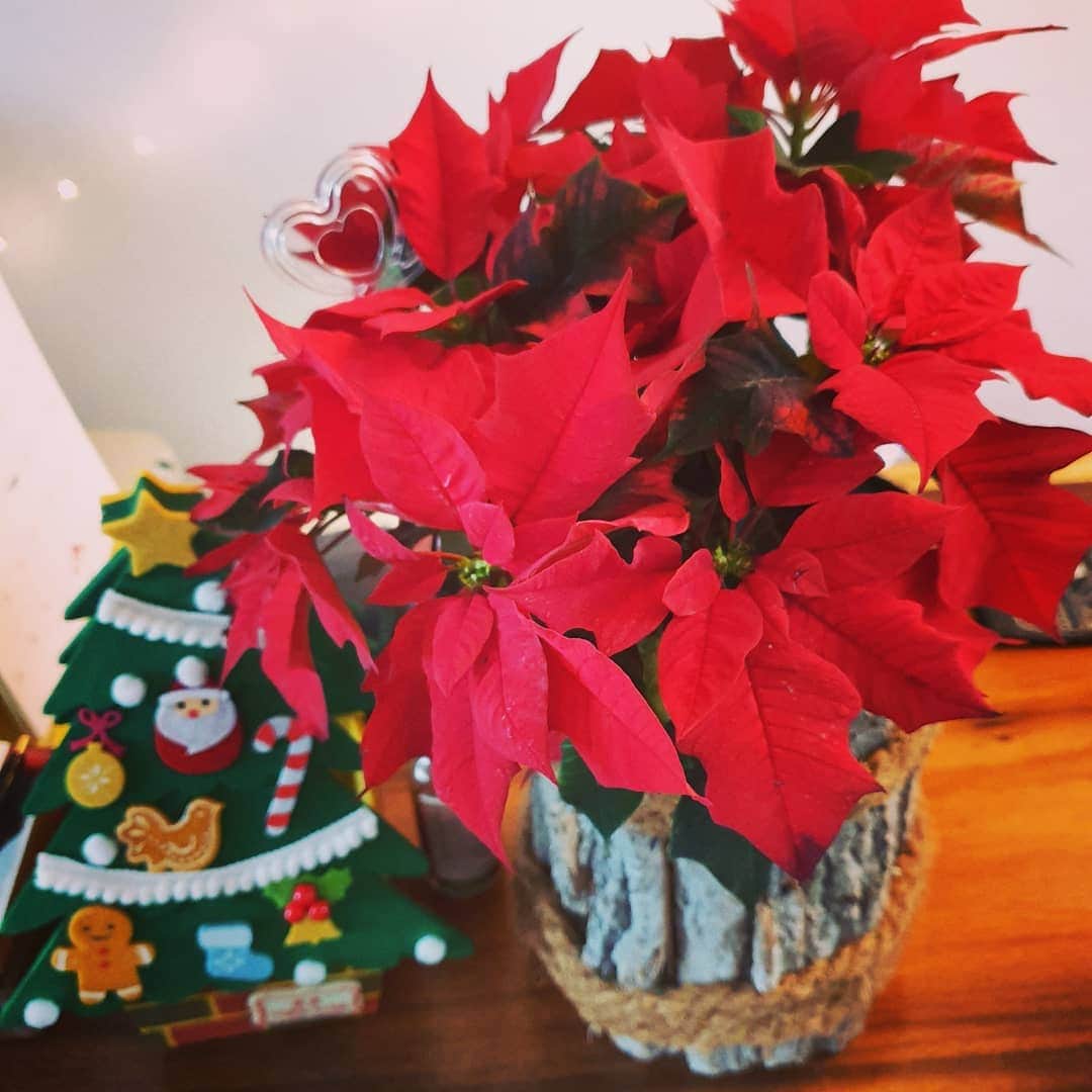 チョ・ヒョンジェさんのインスタグラム写真 - (チョ・ヒョンジェInstagram)「Merry Christmas ~♡ Thank you~ ♡ #감사합니다 #즐거운 크리스마스 되세요 #💖」12月24日 20時24分 - jo_hyunjae