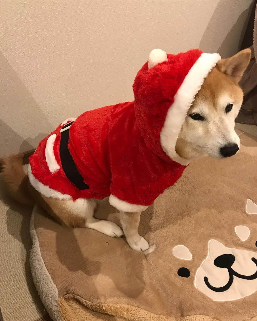 柴犬のモモさんのインスタグラム写真 - (柴犬のモモInstagram)「#メリークリスマス …イブ。ピッチピチな #サンタ 服を着てもらいました。プレゼントは銀のちゅーる、ワンコの番組がBGMで最高です #いぬ #イヌ #犬 #柴犬 #赤柴 #日本犬 #犬バカ部 #ふわもこ部 #いぬら部 #癒しわんこ #柴犬マニア #犬のいる暮らし #口角キュキュッと部 #shiba #shibainu #shibadog #dogstagram #dogsofinstagram #shibastagram #shibasofinstagram #shibamania #inu #instadog #toyota_dog」12月24日 20時41分 - shi_ba_i_nu_momo