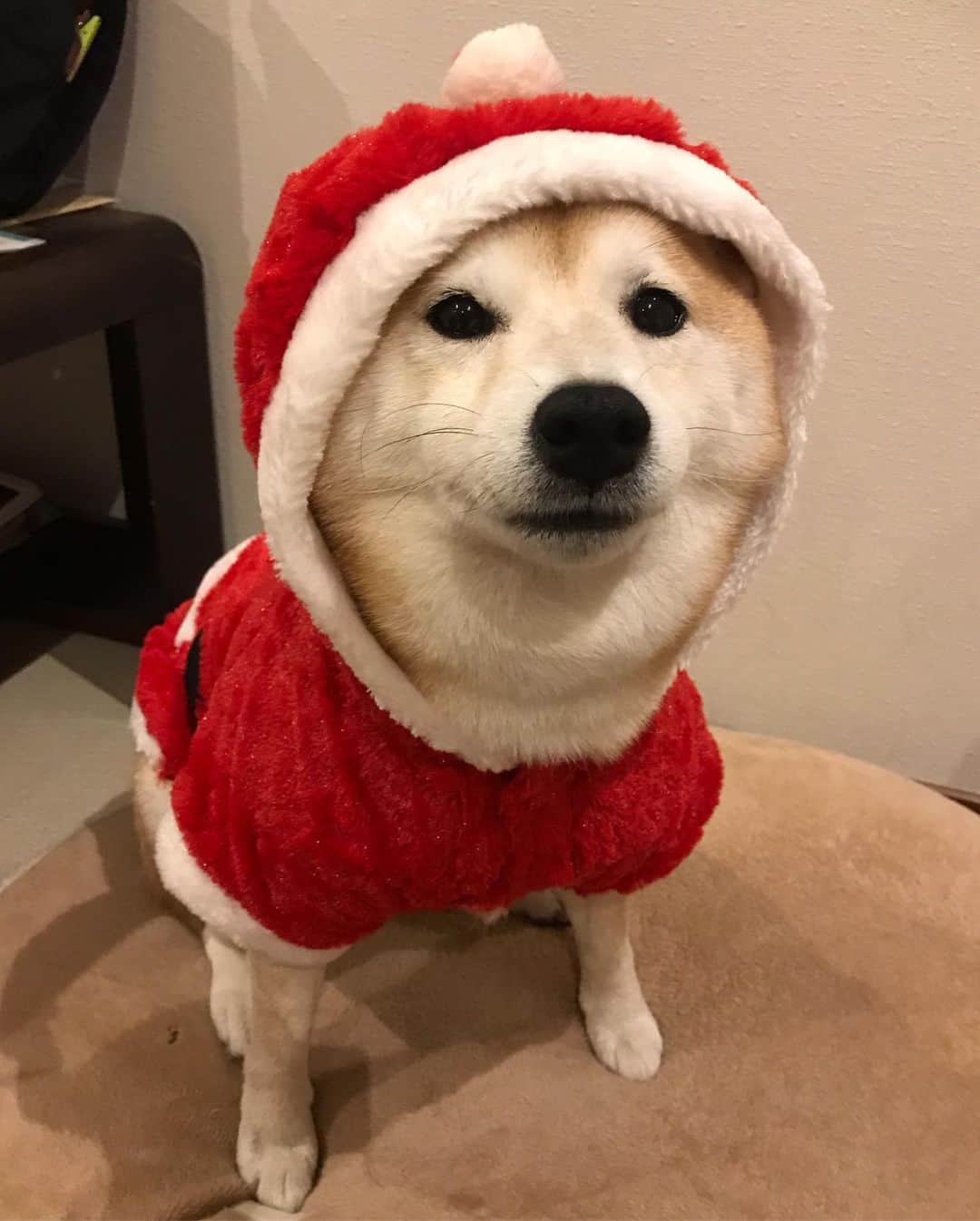 柴犬のモモさんのインスタグラム写真 - (柴犬のモモInstagram)「#メリークリスマス …イブ。ピッチピチな #サンタ 服を着てもらいました。プレゼントは銀のちゅーる、ワンコの番組がBGMで最高です #いぬ #イヌ #犬 #柴犬 #赤柴 #日本犬 #犬バカ部 #ふわもこ部 #いぬら部 #癒しわんこ #柴犬マニア #犬のいる暮らし #口角キュキュッと部 #shiba #shibainu #shibadog #dogstagram #dogsofinstagram #shibastagram #shibasofinstagram #shibamania #inu #instadog #toyota_dog」12月24日 20時41分 - shi_ba_i_nu_momo