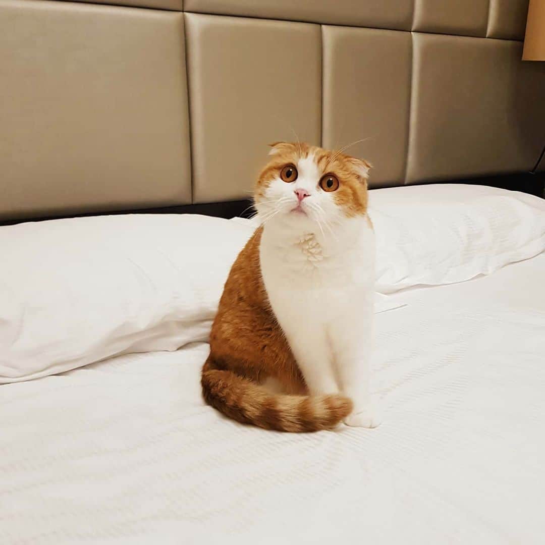 Nana _The Scottish Foldのインスタグラム：「What do I get for Christmas humans? 나나선물 준비됫냐옹 . . #고양이 #猫 #ねこ #スコ #cat #cats #catstagram #catsofinstagram #instagramcats #instacat #bestmeow #catoftheday #catsofworld #catsloversworld #catsofday #냥스타그램 #또앙 #귀여워 #냥이 #caturday #gatos #cats_of_instagram #ilovemycat #catselfie #kittensofinstagram #kittens #catsdaily #kucing #londoner」