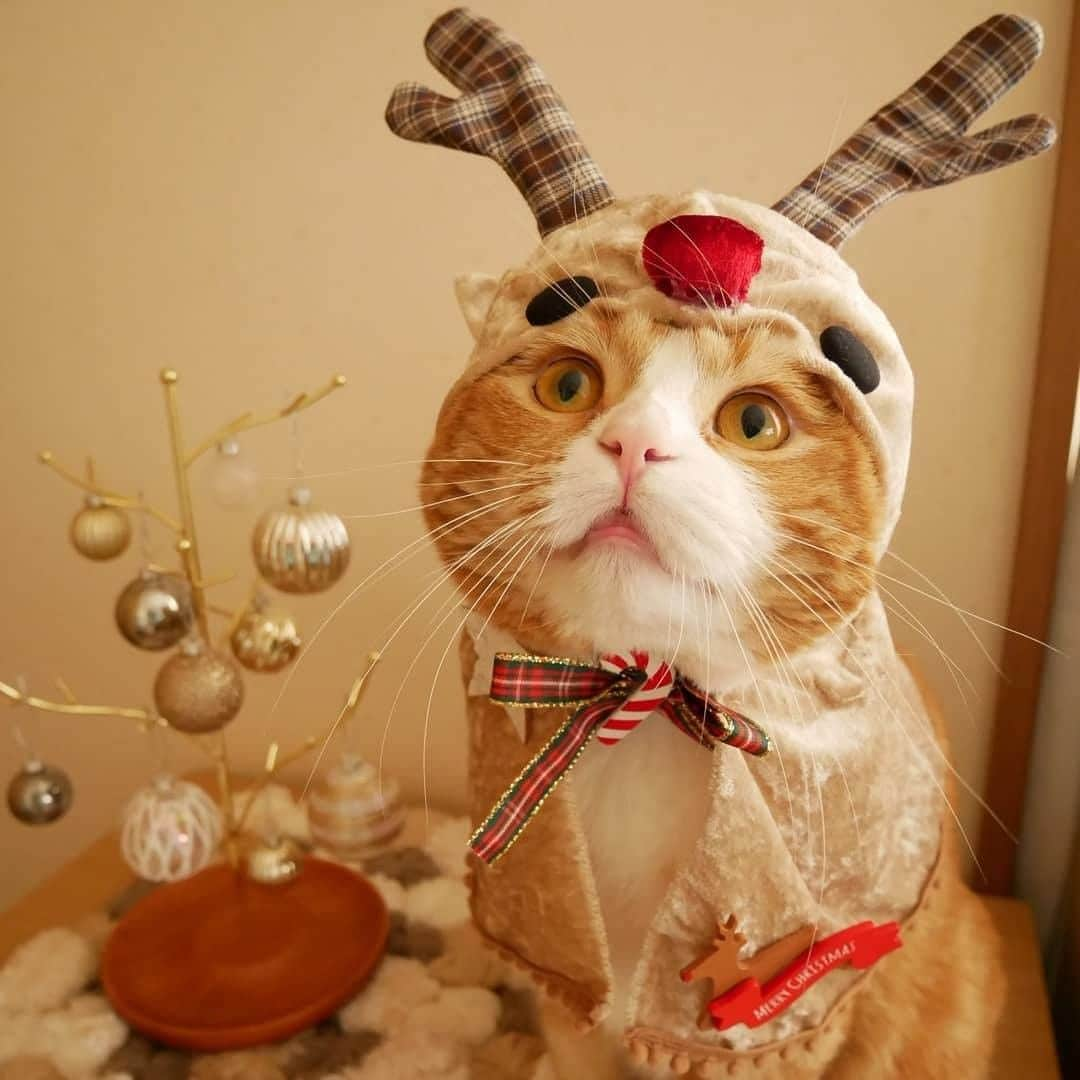 PECOねこ部さんのインスタグラム写真 - (PECOねこ部Instagram)「. 「みんなに届けるにゃ🎁」 #赤い鼻の #トナカイさんになった #ノア君🎄 #サンタさんと一緒に #プレゼントを届けるみたい🎅✨ #大きな靴下を準備して #待ってるね😚💕 #regram：@cat_and_home  素敵な写真を投稿してくださったのは… @cat_and_home さん 他にも素敵なお写真がたくさんあるので、ぜひ遊びに行ってみてください！  #ペコねこ部 をつけて投稿すると… PECOで楽しくご紹介させていただきます☃️ #ねこ #猫 #ネコ #ねこ部 #にゃんこ #かわいい #cat #cats #catsofinstagram #cats_of_instagram #catstagram #kawaii #meow #catlover #スコティッシュフォールド #クリスマスプレゼント #トナカイさん #christmascats」12月24日 21時00分 - pecocats