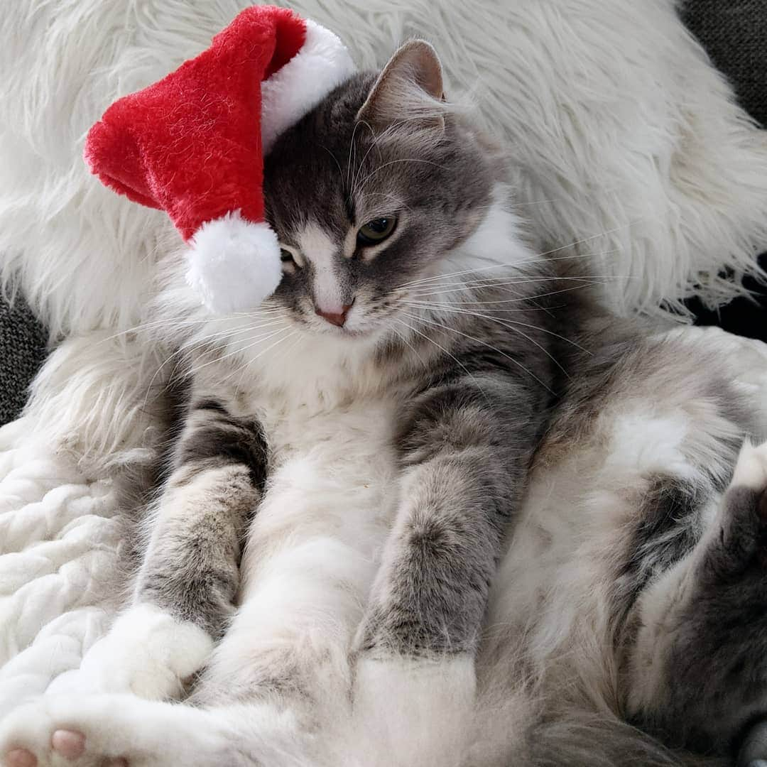 Nila & Miloさんのインスタグラム写真 - (Nila & MiloInstagram)「This is not going to work, human. I need both eyes. 😱🎅 #WillWorkForTreats #TheresALimit #merrychristmas #christmascat #siberian」12月24日 21時00分 - nilamilo