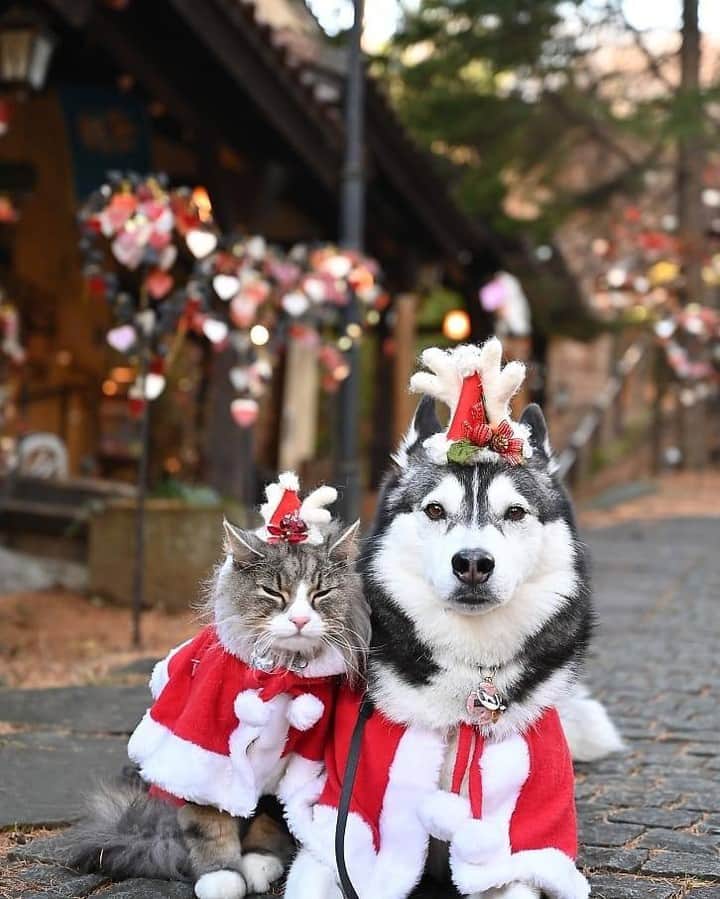PECO いぬ部さんのインスタグラム写真 - (PECO いぬ部Instagram)「. 「メリークリスマス🎄」 . #ののちゃん🐕 とGuri くん🐈 の #かわいいサンタさん🎅 #絵本から #飛び出してきたみたい💖 #お揃いの衣装で #素敵だね💕 #ステキなクリスマスを #お過ごしください❄️ #regram： @yukimomon  素敵なお写真を投稿してくださったのは… @yukimomon さん 他にも素敵なお写真がたくさんあるので、ぜひ遊びに行ってみてくださいね♪  #pecoいぬ部 をつけて投稿すると… PECOで楽しくご紹介させていただきます😆  #犬 #犬バカ部 #いぬら部 #いぬ部 #わんこ #いぬ #instadog #ilovemydog #ilovedog #dogstagram #dogsofinstagram  #doglife #mydogiscutest #todayswanko #doglover #ハスキー #husky #huskylove #いぬすたぐらむ #ノルウェージャンフォレストキャット」12月24日 21時00分 - pecodogs