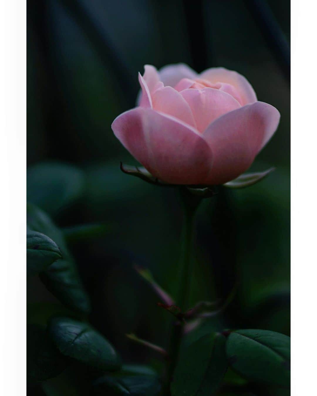 Ryoko Yunokiのインスタグラム：「+ + + Gifts of time and love are surely the basic ingredients of a truly merry Christmas. ......Peg Bracken + + + #アンブリッジローズ #AmbridgeRose #rosepink #薔薇」