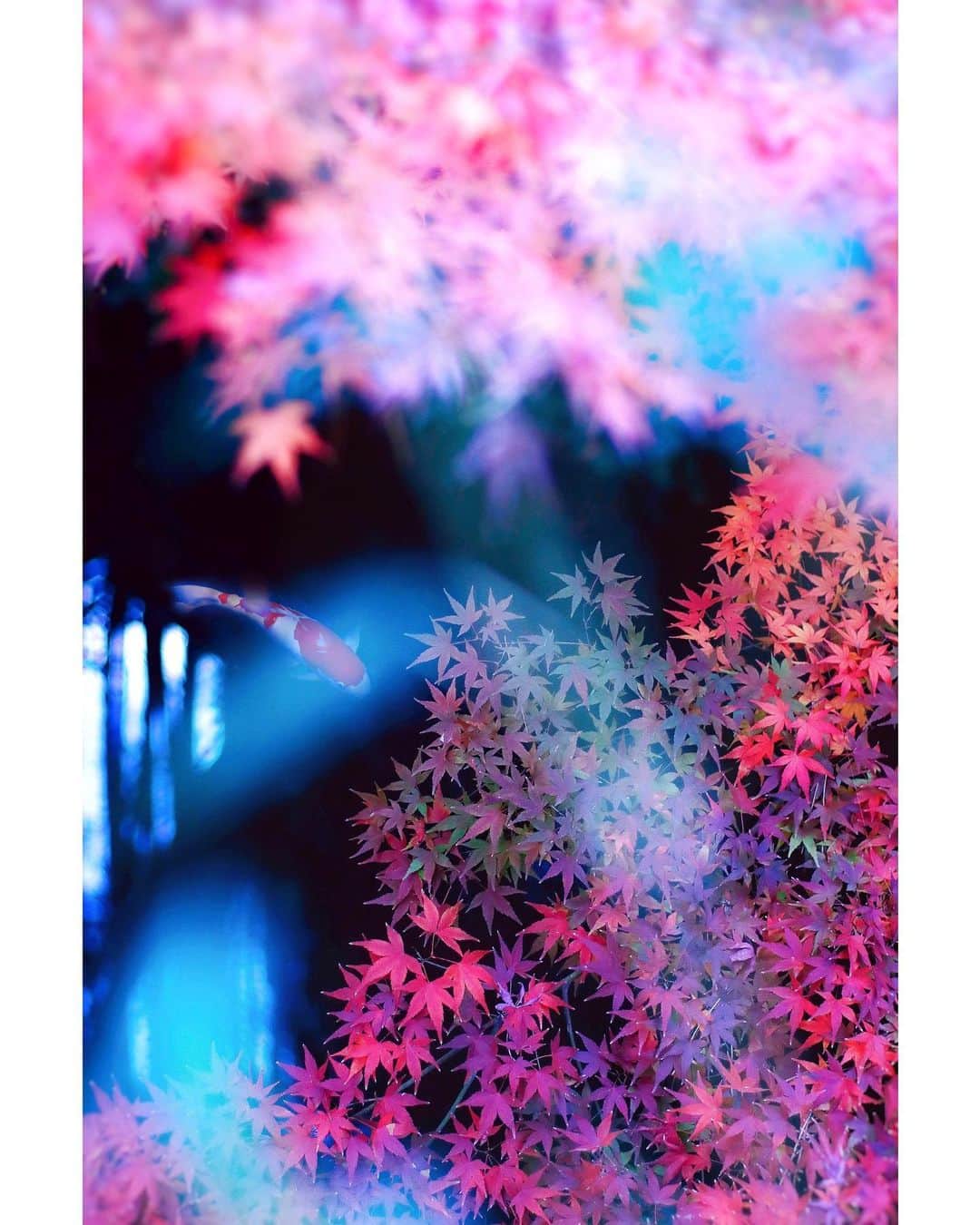 メグのん♡ A k i k oのインスタグラム：「🎄On a holy night, the stars fell in my beloved forest. . . . May the magic of Christmas fill your heart with warmth and love💫 . . . . 🎄」