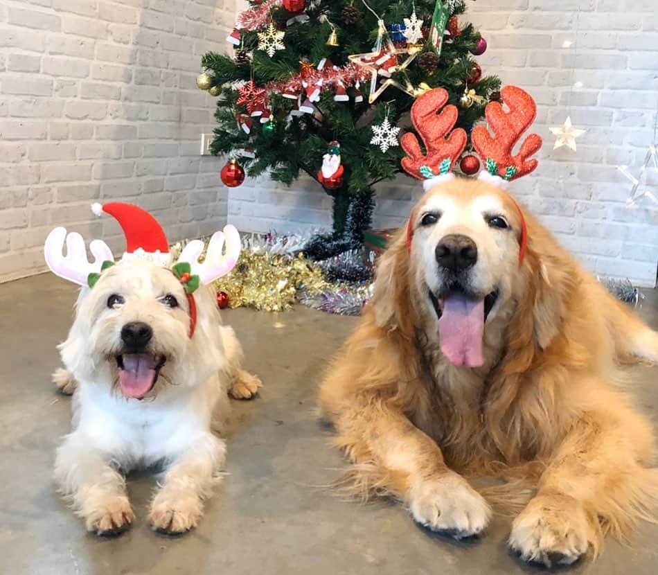 Hoykong&Plamuekのインスタグラム：「Merry Christmas 🎄 Wish you all the best in 2020 ❤️」