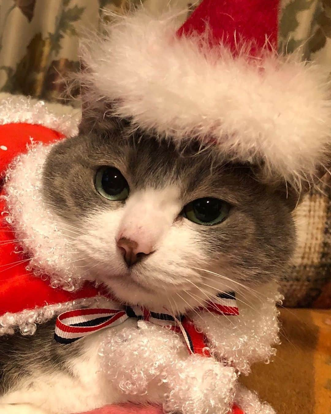 福住仁嶺さんのインスタグラム写真 - (福住仁嶺Instagram)「Merry Christmas 🎄  #ねこ #めりーくりすます  #ねこにあいたい」12月24日 21時31分 - nirei_fukuzumi