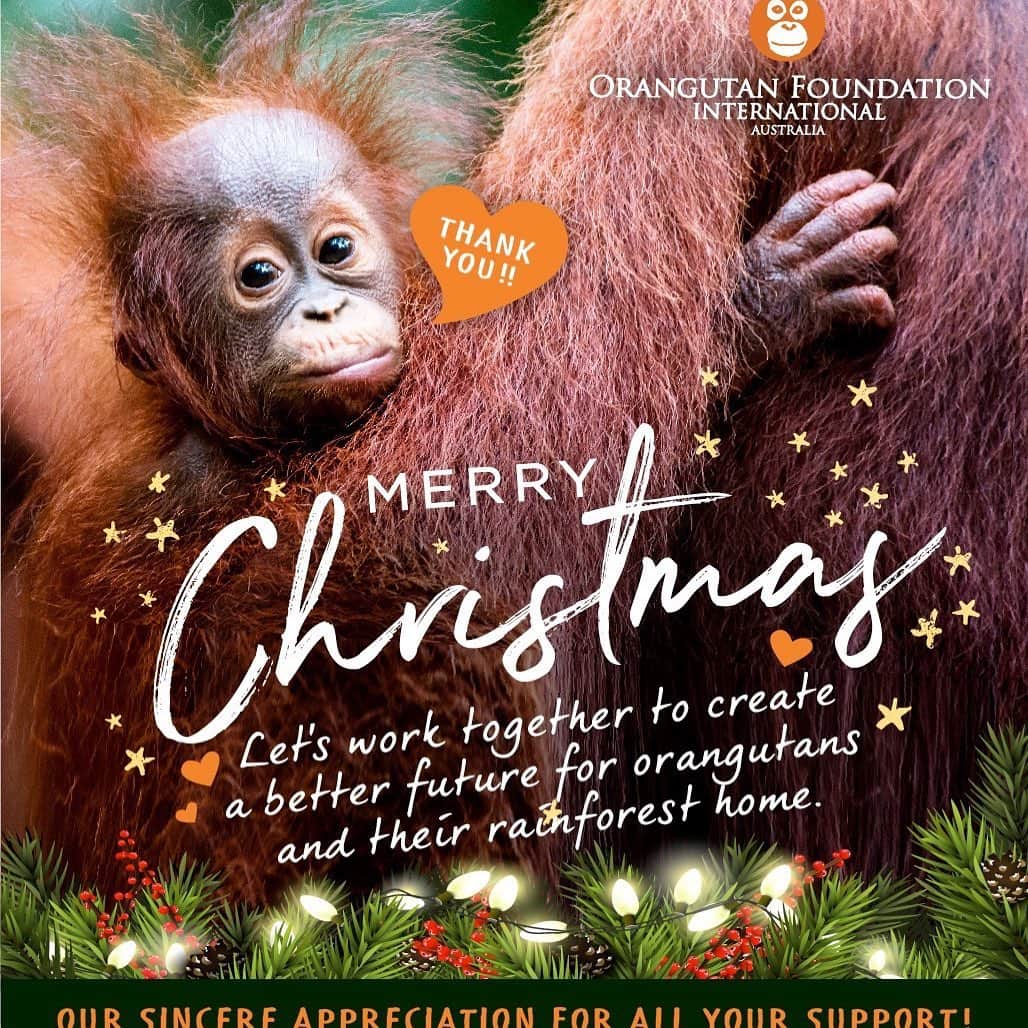 OFI Australiaさんのインスタグラム写真 - (OFI AustraliaInstagram)「Merry Christmas with love from all at Orangutan Foundation International Australia. Happy holidays! 🦧🎄🦧🎄」12月24日 21時41分 - ofi_australia