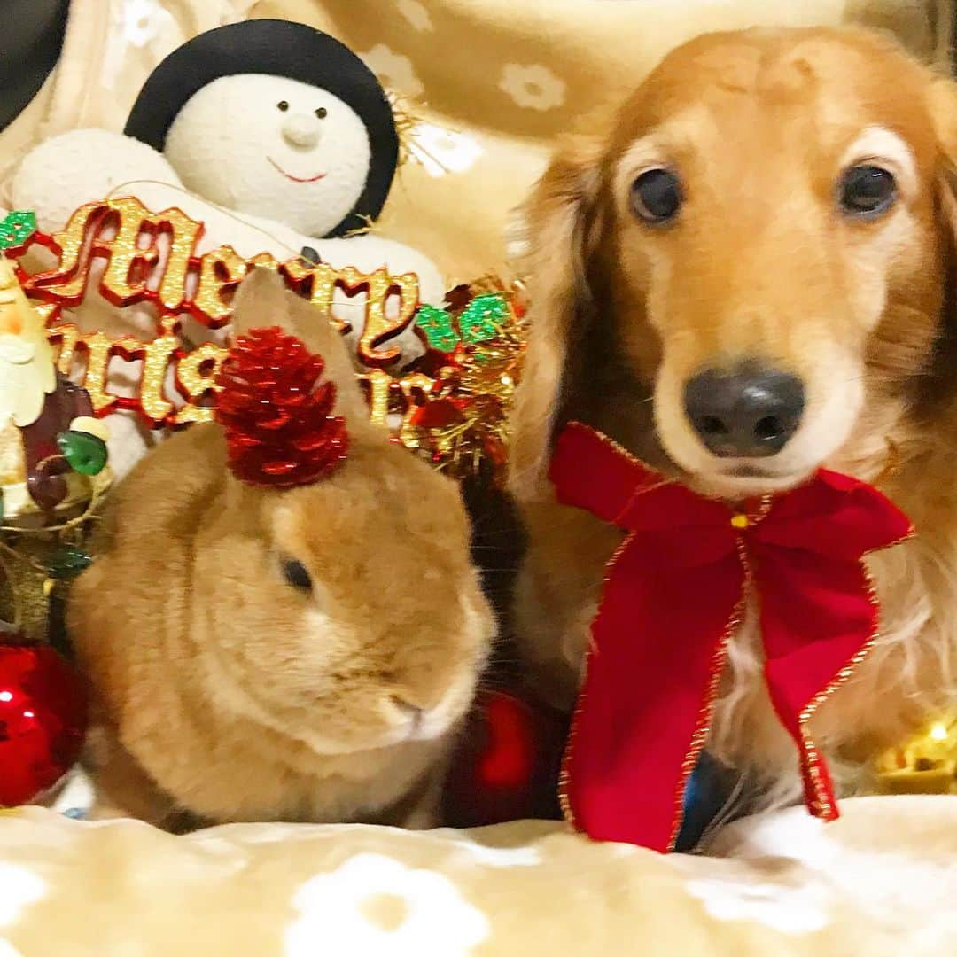 Chieko Shibutaさんのインスタグラム写真 - (Chieko ShibutaInstagram)「たろー🐶&うじゃこ🐰🎄 🌟Merry Xmas🎄🎅🎂🎁🌟 💕✨🐶🍀🐰✨💕 💕 #dachshund #dachshunds #dachshundlove #dog #dogs #doglove #instadog #instagram #instagood #pet #pets #petsagram #cute #cutepe #cutepet #cutedog #cuteanimals #likes #09076999576 happy #smile #rabbit #ラビット #ミニュチュア #ミニュチュアダックス  #ミニュチュアダックスフント #うさぎ部 #うさぎ #ダックス #ダックスフンドロングヘアー#ねざーらんどどわーふ」12月24日 21時42分 - chieko.81