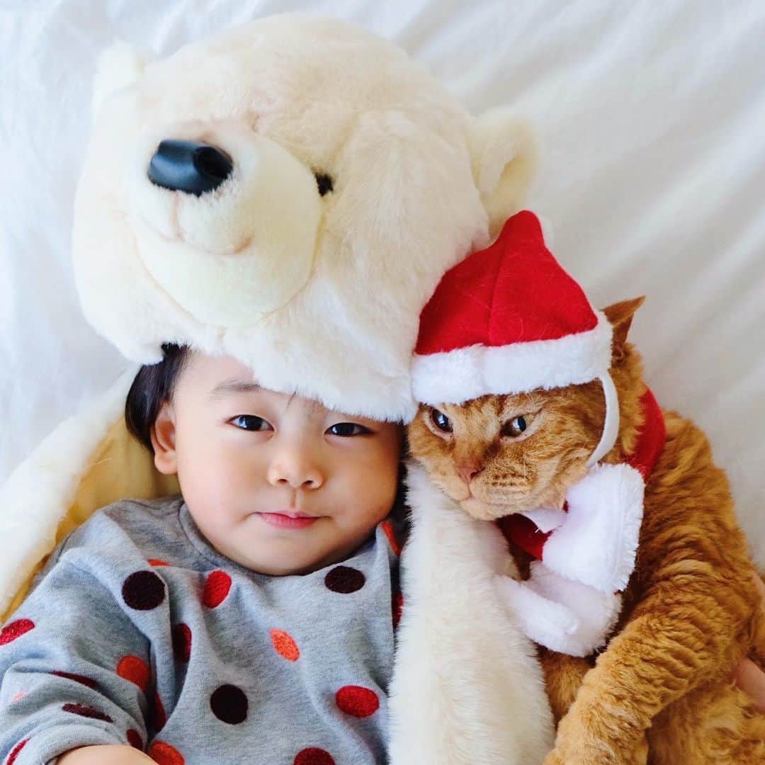 ギネス & ピムスさんのインスタグラム写真 - (ギネス & ピムスInstagram)「24/12/2019 Happy Tuesday! ・ Happy #Christmas !! Wishing you a very merry Christmas🎅 ・ Lots of love,  Polar & Brown bears. ・ ・ メリークリスマス🎄 皆さま素敵なクリスマスをお過ごし下さい🎅 しろくまと茶クマより。 黒クマは冬眠中。笑 ピム丸の帽子が前後逆だった😂 ・ ・ #ピムスくん #ギネピムと凪くん  #1yearold #生後12ヶ月 #1歳  #babyboy #男の子ベビー #赤ちゃんのいる生活 #赤ちゃんのいる暮らし #赤ちゃんと猫 #猫と赤ちゃん」12月24日 21時58分 - rina_takei