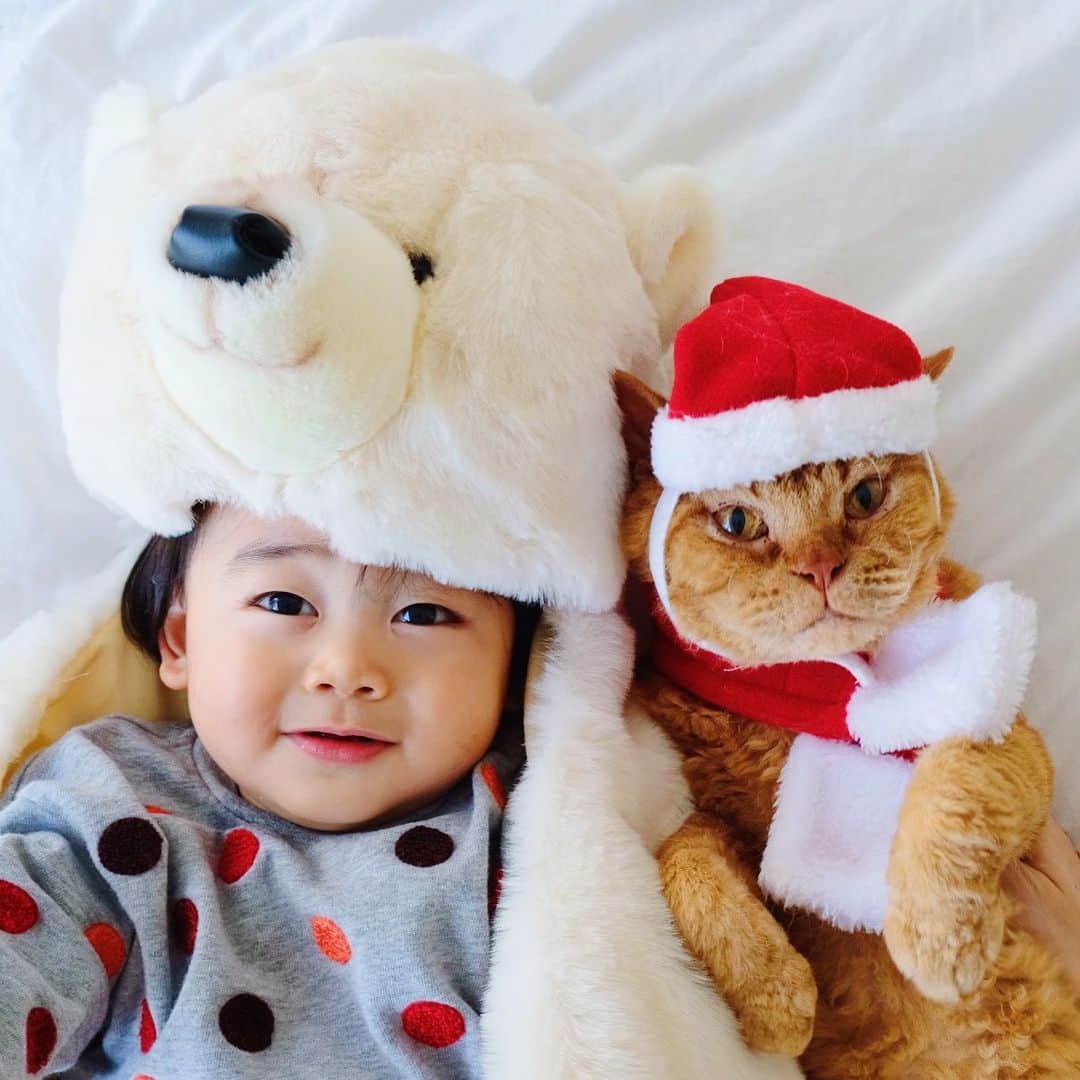 ギネス & ピムスさんのインスタグラム写真 - (ギネス & ピムスInstagram)「24/12/2019 Happy Tuesday! ・ Happy #Christmas !! Wishing you a very merry Christmas🎅 ・ Lots of love,  Polar & Brown bears. ・ ・ メリークリスマス🎄 皆さま素敵なクリスマスをお過ごし下さい🎅 しろくまと茶クマより。 黒クマは冬眠中。笑 ピム丸の帽子が前後逆だった😂 ・ ・ #ピムスくん #ギネピムと凪くん  #1yearold #生後12ヶ月 #1歳  #babyboy #男の子ベビー #赤ちゃんのいる生活 #赤ちゃんのいる暮らし #赤ちゃんと猫 #猫と赤ちゃん」12月24日 21時58分 - rina_takei