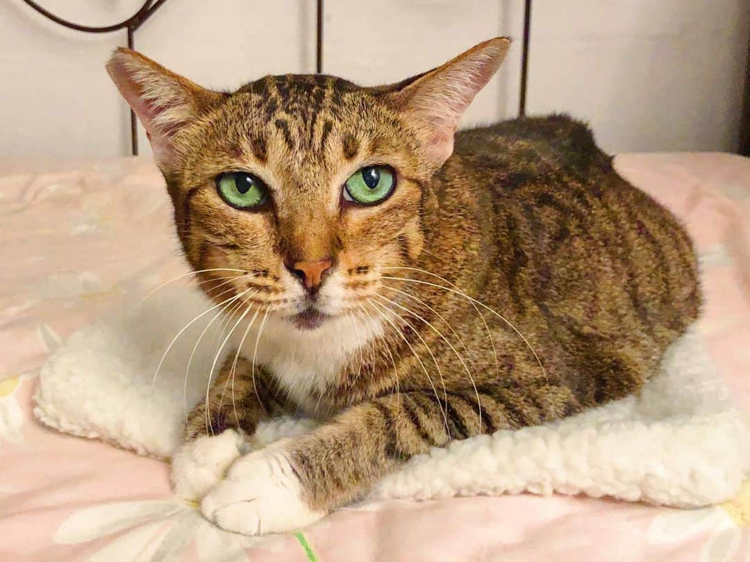 SQUAD CATS +65のインスタグラム：「Remember Pirate? She is now called Luna and was also adopted out a few months ago! This is her claiming one of the beds at her new forever home. 💕  #cora13cats #rescuecat #adoptdontshop #tabby #tabbycat #cat #gato #kucing #แมว #ネコ #catsofinstagram #instagramcats #catsofig #catstagram #catsagram #instacat #catoftheday #cutecatshow #cutecat #catlover #catphoto #catfeatures #buzzfeedanimals #animals #animalsofinstagram #animallovers #petstagram #cats_of_world #photooftheday #🐱squad」