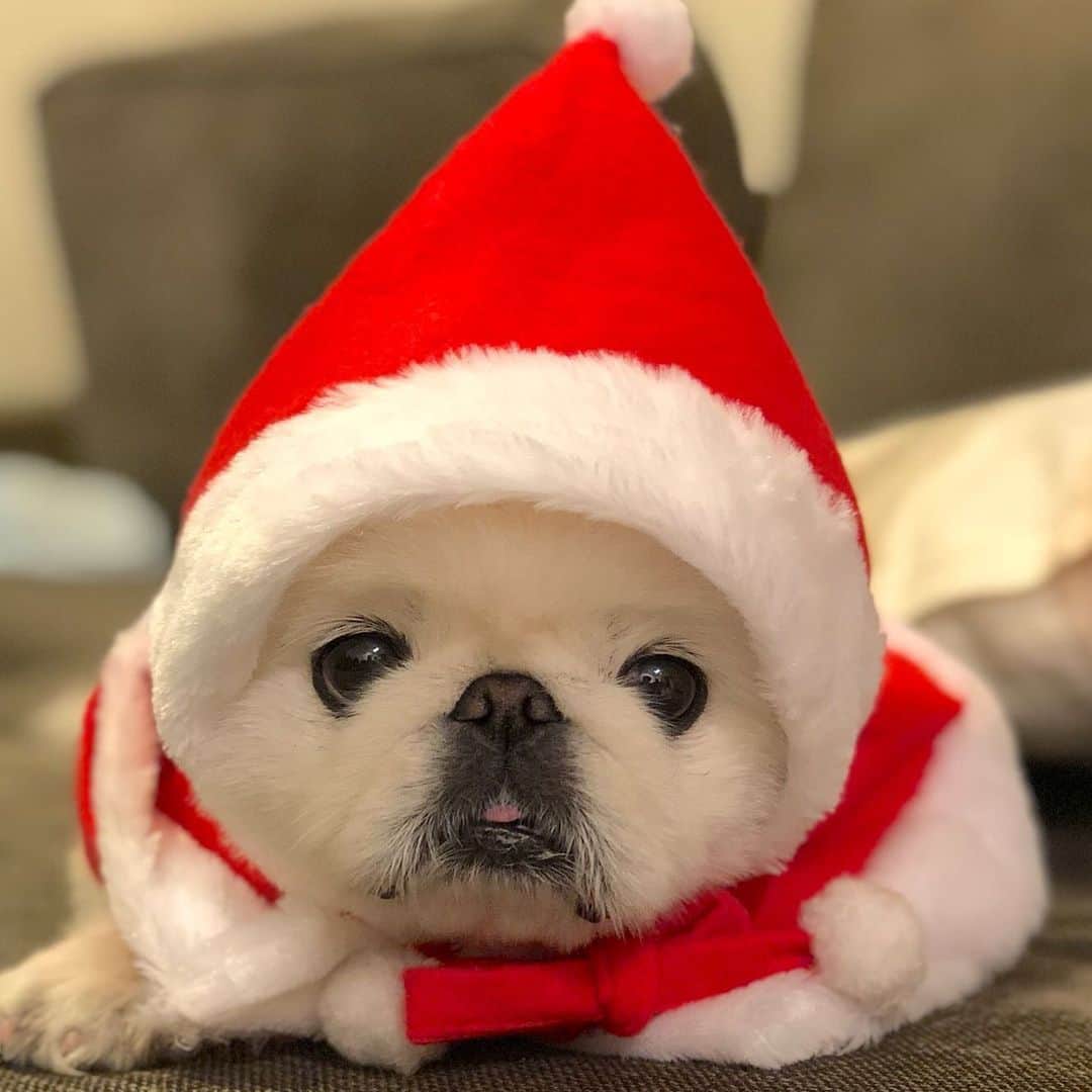 こなつのインスタグラム：「❄️🎄Merry Christmas🎄❄️🧸🧸」