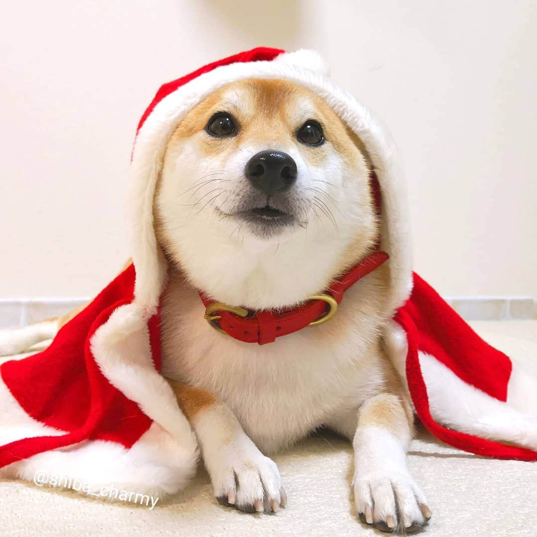 ちゃみさんのインスタグラム写真 - (ちゃみInstagram)「. 🎅 メリークリスマス😁❤ 今日はバタバタしてたから  明日、ケーキ食べようね！チャーミー待っててね🐶✨ . #柴犬#しばいぬ#犬#クリスマス#サンタクロース#pecoいぬ部#いぬのきもち  #shiba#shibainu#dog#weeklyfluff#adorable#christmas」12月24日 22時44分 - shiba_charmy