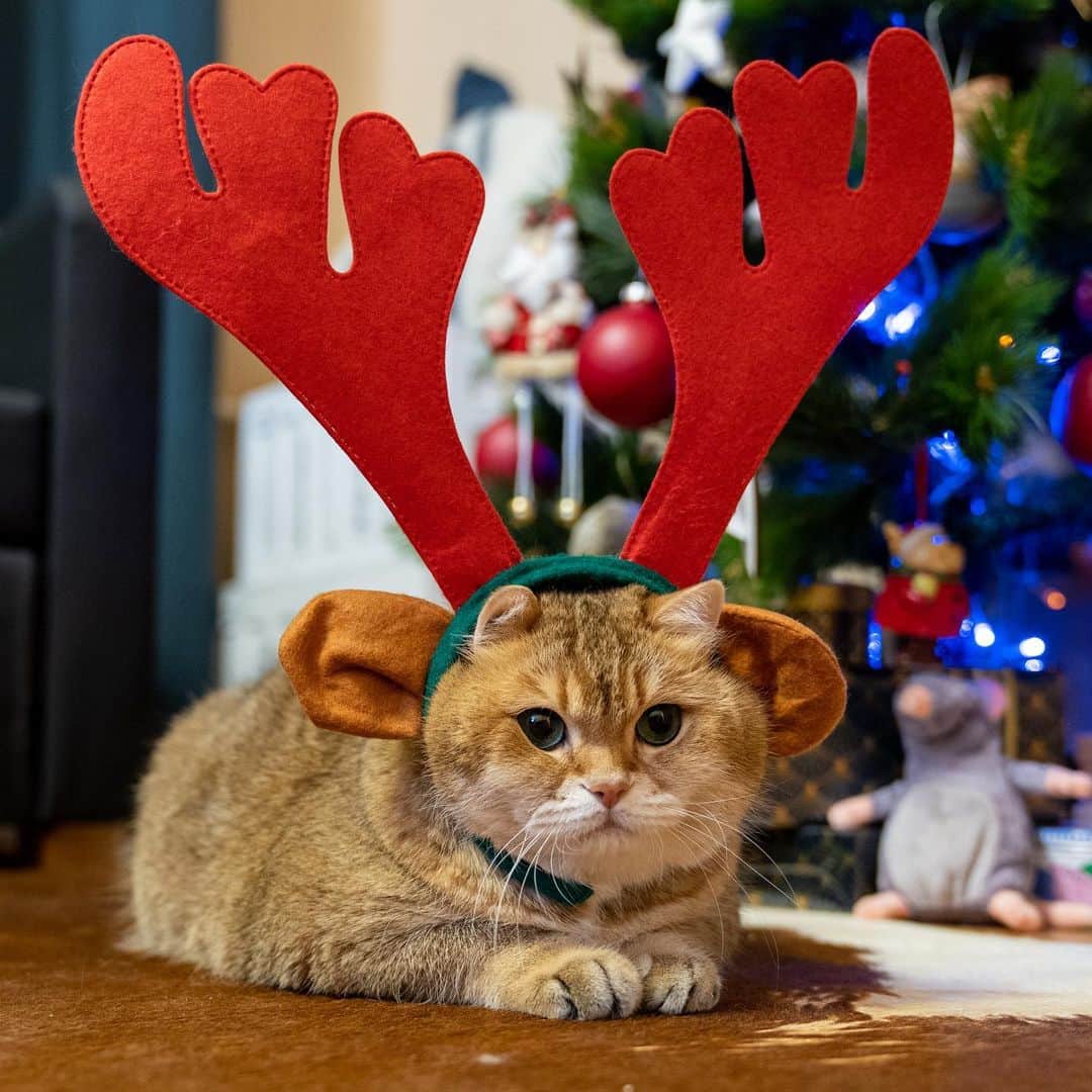 Hosicoさんのインスタグラム写真 - (HosicoInstagram)「Merry Christmas! 🦌🎄🎁🎅🏻」12月24日 22時44分 - hosico_cat