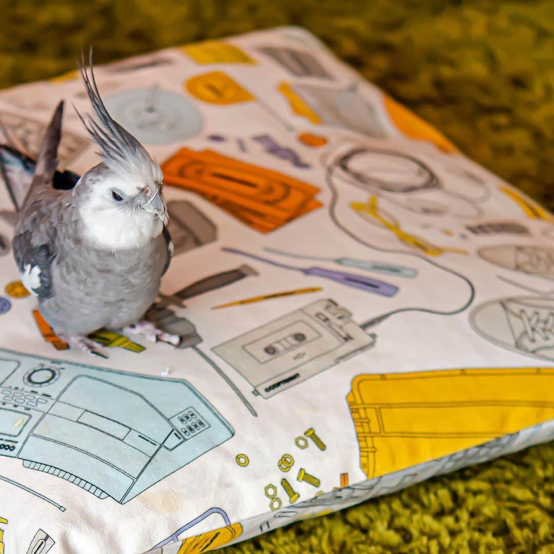 のインスタグラム：「my cushion」