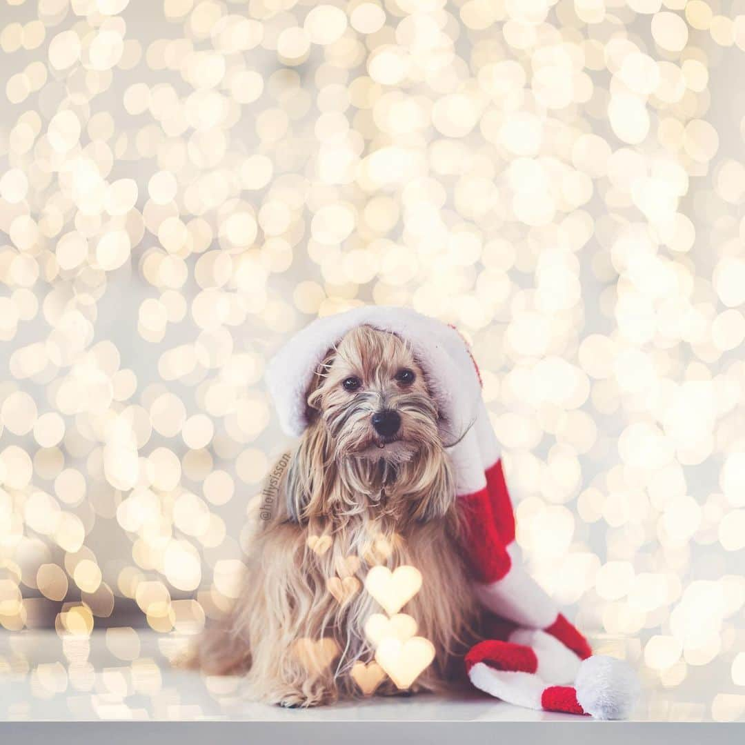 Holly Sissonさんのインスタグラム写真 - (Holly SissonInstagram)「It is the Season to Sparkle ☺️🐶🎄❤️ #Toronto #Havanesedog #christmas #bokeh #xmaswonders ~ See more of Oliver, and Alice & Finnegan, on their pet account @pitterpatterfurryfeet ~ Canon 1D X MkII + 85 f1.4L IS @ f1.4 (+ Lomography 85mm #Petzval Art Lens for heart bokeh) (See my bio for full camera equipment information plus info on how I process my images. 😊)」12月24日 23時06分 - hollysisson