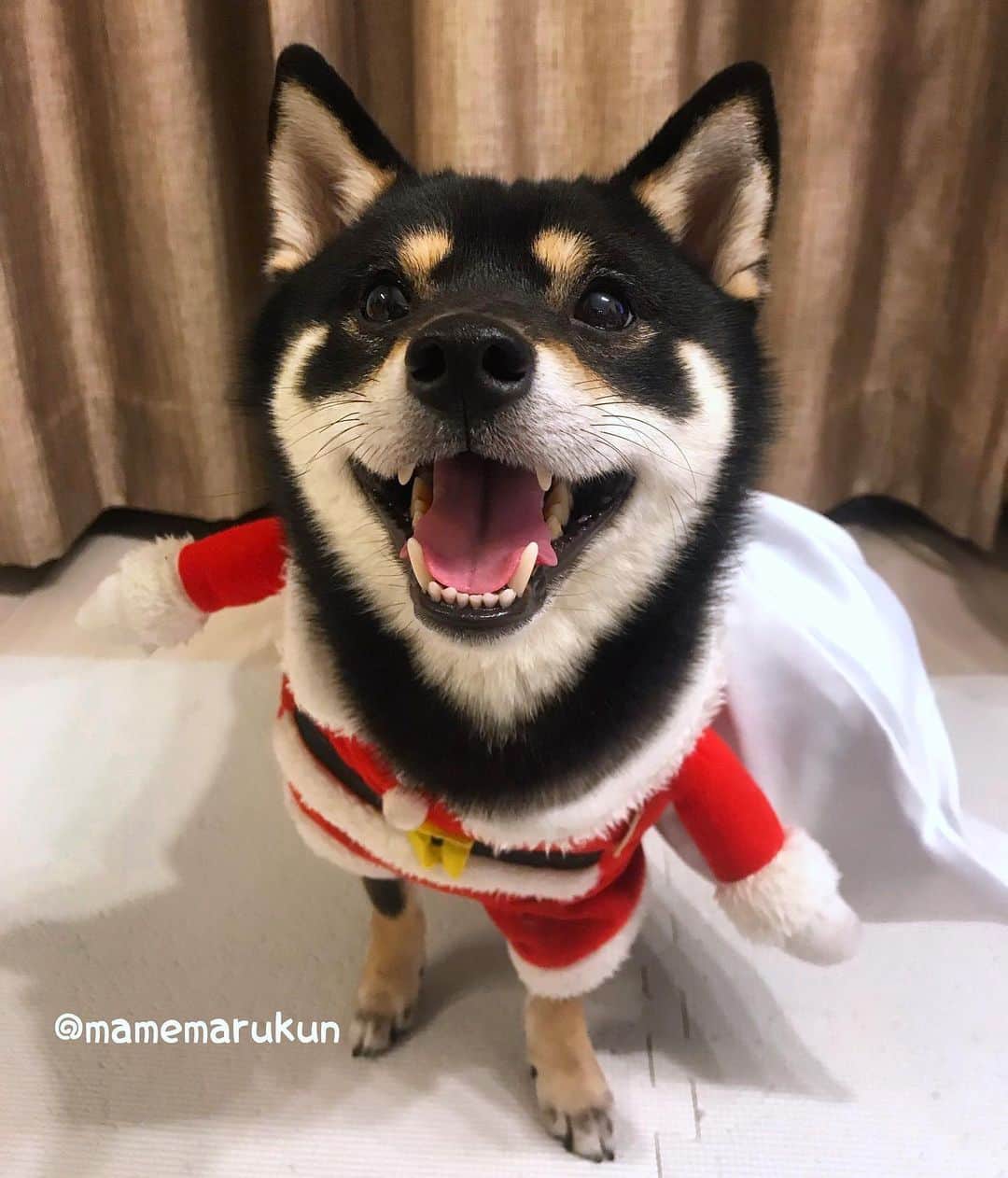 まめ丸のインスタグラム：「* * ごはん🍖もたべたし、 おひるねもしたし、 そろそろサンタさんしゅっぱーつ🐶🎅💓 * It's about time to start🎄 🐶🎅💓 * #あしたくつしたみてね🐶💓 #オヤツおいといてくれたらうれしいな🐟🍖 * #柴犬#豆柴#柴#黒柴#犬#ふわもこ部#まめ丸二足歩行#shiba#shibainu#shibastagram#shibadog#puppy#instadog#dogstagram#dog#pet#petstagram#worldofcutepets#dailyfluff#weeklyfluff#christmas#santa#クリスマス#サンタ#まめ丸サンタ」