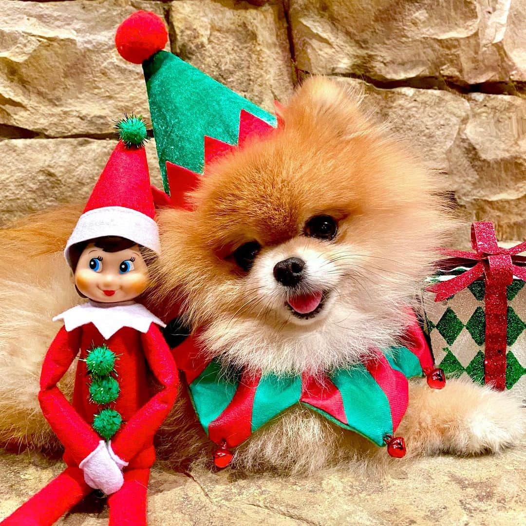 Monique&Gingerのインスタグラム：「Merry Christmas to all of our friends 🥰from the cutest little “real life” elf on the shelf!💚🎄❤️🎅🏻」