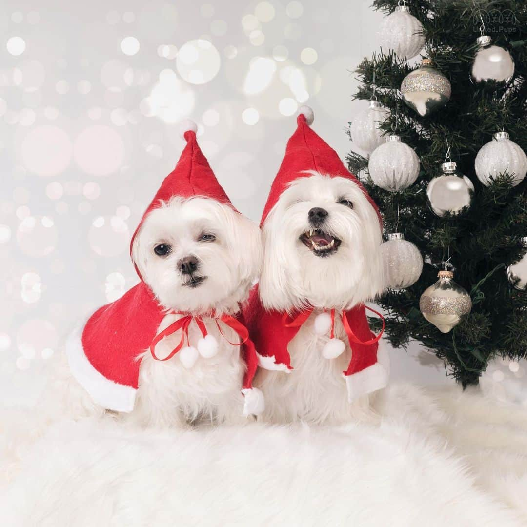 hi.arodさんのインスタグラム写真 - (hi.arodInstagram)「🎄Merry Christmas to all of our amazing friends. Wishing you howling good holidays. May you get everything you wish for... 😉🎁 Cheers! We are all on the nice list for sure ・・・ #whitechristmas#dogs#dogchristmas#babysanta#santadog#santapaws#christmasdogs#christmastime🎄#happyhowlidays#merrywoofmas#santaslittlehelper#happydogs#happydoglife#happydogs#happydoghappylife#maltesestyle#malteseofficia#maltese#malteser#malteselovers#malteselover#maltesedogs#maltesedog#malteselife#whitedog#arod#狗 #瑪爾濟斯#말티즈  #マルチーズ」12月24日 23時28分 - hi.arod