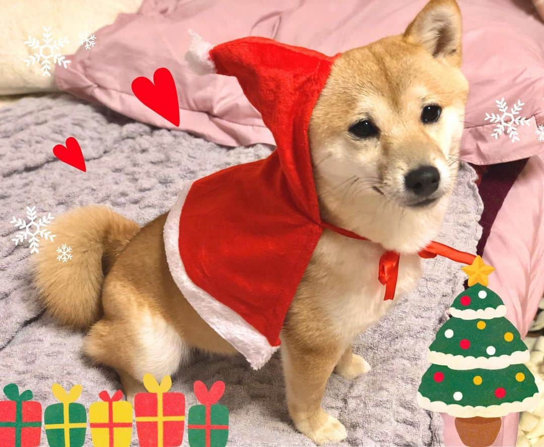 藤崎里菜さんのインスタグラム写真 - (藤崎里菜Instagram)「Happy Merry Christmas🎄✨ ． ． むぎサンタ🐶💕 ． ． ． ． #豆柴むぎ #豆柴 #豆柴子犬  #犬がいる生活 #犬 #dog #japanesedog #shibainu  #shiba #日本犬 #子犬 #puppy #puppylove #puppydog #puppy🐶  #天使 #わんすたぐらむ #むぎすたぐらむ #わんわんお  #親バカ部 #サンタ #サンタさん #サンタクロース #santaclaus  #santa #christmas  #happymerrychristmas  #Xmas #Xmaseve #christmaseve」12月24日 23時49分 - rina_fujisaki