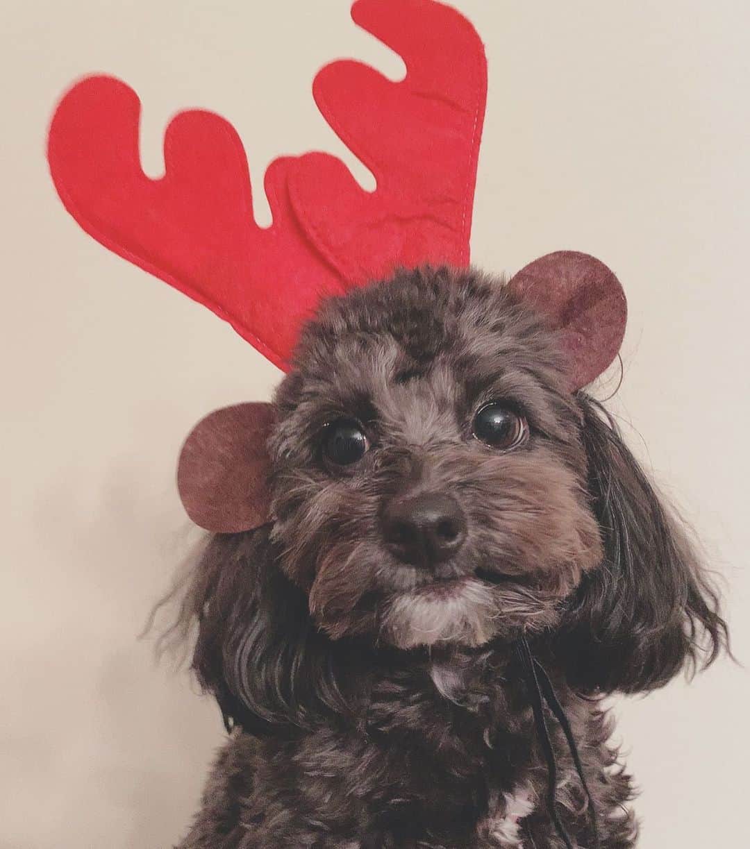 鈴木凪沙さんのインスタグラム写真 - (鈴木凪沙Instagram)「Christmas Eve🎅🏻🎄 2年前の今頃考えると、、、🤭🤍 イヴちゃん我が家に来てくれてありがとう🤍」12月24日 23時57分 - nagichan4