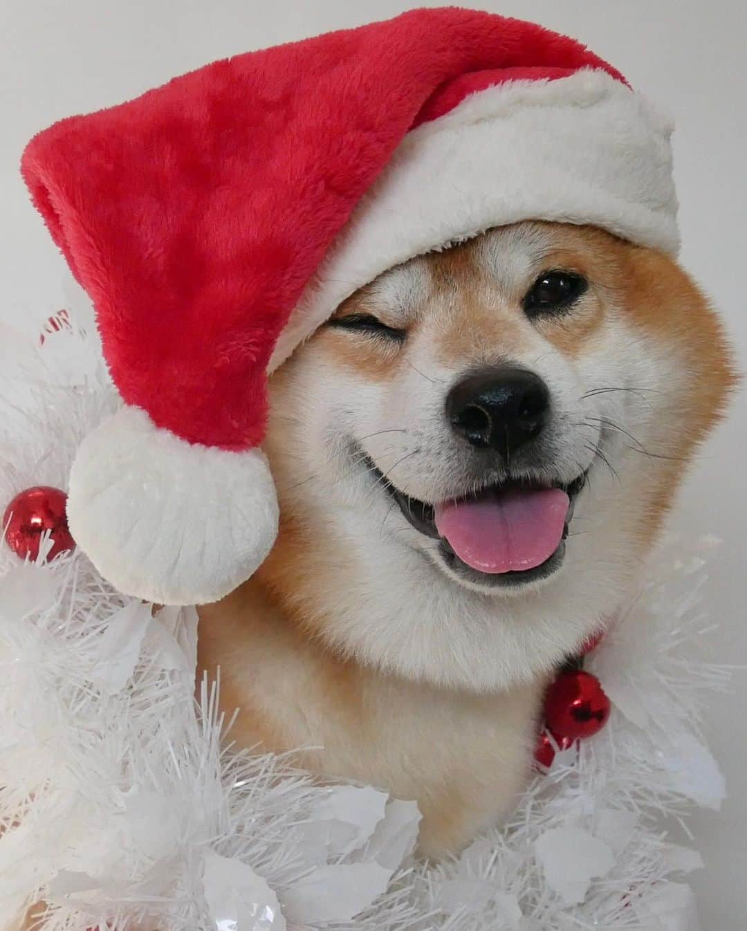 shibainu berryさんのインスタグラム写真 - (shibainu berryInstagram)「🎅🎁Merry Christmas🎄💝 4枚目→クリスマスプレゼントの新しいサンタさんのオモチャで大盛り上がり🐻🎶 5枚目→新しいボーンもゲット🎁 ・ べりやんがジャケットのクリスマスソング特集🌟 Apple MusicとSpotifyのプレイリスト🎧 「おうちでクリスマス」で検索して🔍べりやんのジャケット写真、みつけてねー！ OR 『おうちでクリスマス』🎅 ぜひ聴いてみてね〜🐻🦊 https://lnk.to/ouchidexmasbe ・ #MerryChristmas #christmas #クリスマス #メリークリスマス #メリクリ #恋人たちのクリスマス #pr  #❤️迷子犬の掲示板スタッフ @maigo_dog  #❤️迷子犬の掲示板四国 @maigo_dog_shikoku #めざせ迷子犬ゼロ👌 #柴犬 #べりやん #べりむく #多頭飼い #berry #shiba #shibainu  #shibainumania #shibastagram #instashiba #shiba_snap #proudshibas #サンデイ #instagramjapan #ふわもこ部 #pecoいぬ部 #pecotv #buzzfeedanimals #dogsofinstagram  #9gag」12月24日 23時57分 - shibainu.berry