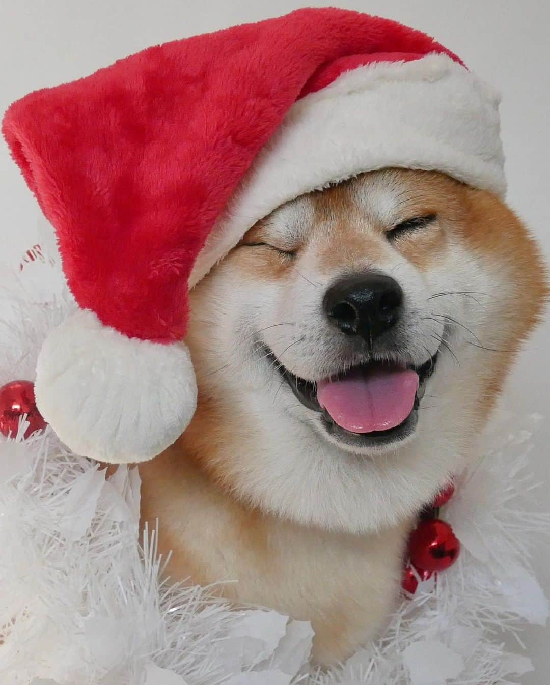 shibainu berryさんのインスタグラム写真 - (shibainu berryInstagram)「🎅🎁Merry Christmas🎄💝 4枚目→クリスマスプレゼントの新しいサンタさんのオモチャで大盛り上がり🐻🎶 5枚目→新しいボーンもゲット🎁 ・ べりやんがジャケットのクリスマスソング特集🌟 Apple MusicとSpotifyのプレイリスト🎧 「おうちでクリスマス」で検索して🔍べりやんのジャケット写真、みつけてねー！ OR 『おうちでクリスマス』🎅 ぜひ聴いてみてね〜🐻🦊 https://lnk.to/ouchidexmasbe ・ #MerryChristmas #christmas #クリスマス #メリークリスマス #メリクリ #恋人たちのクリスマス #pr  #❤️迷子犬の掲示板スタッフ @maigo_dog  #❤️迷子犬の掲示板四国 @maigo_dog_shikoku #めざせ迷子犬ゼロ👌 #柴犬 #べりやん #べりむく #多頭飼い #berry #shiba #shibainu  #shibainumania #shibastagram #instashiba #shiba_snap #proudshibas #サンデイ #instagramjapan #ふわもこ部 #pecoいぬ部 #pecotv #buzzfeedanimals #dogsofinstagram  #9gag」12月24日 23時57分 - shibainu.berry