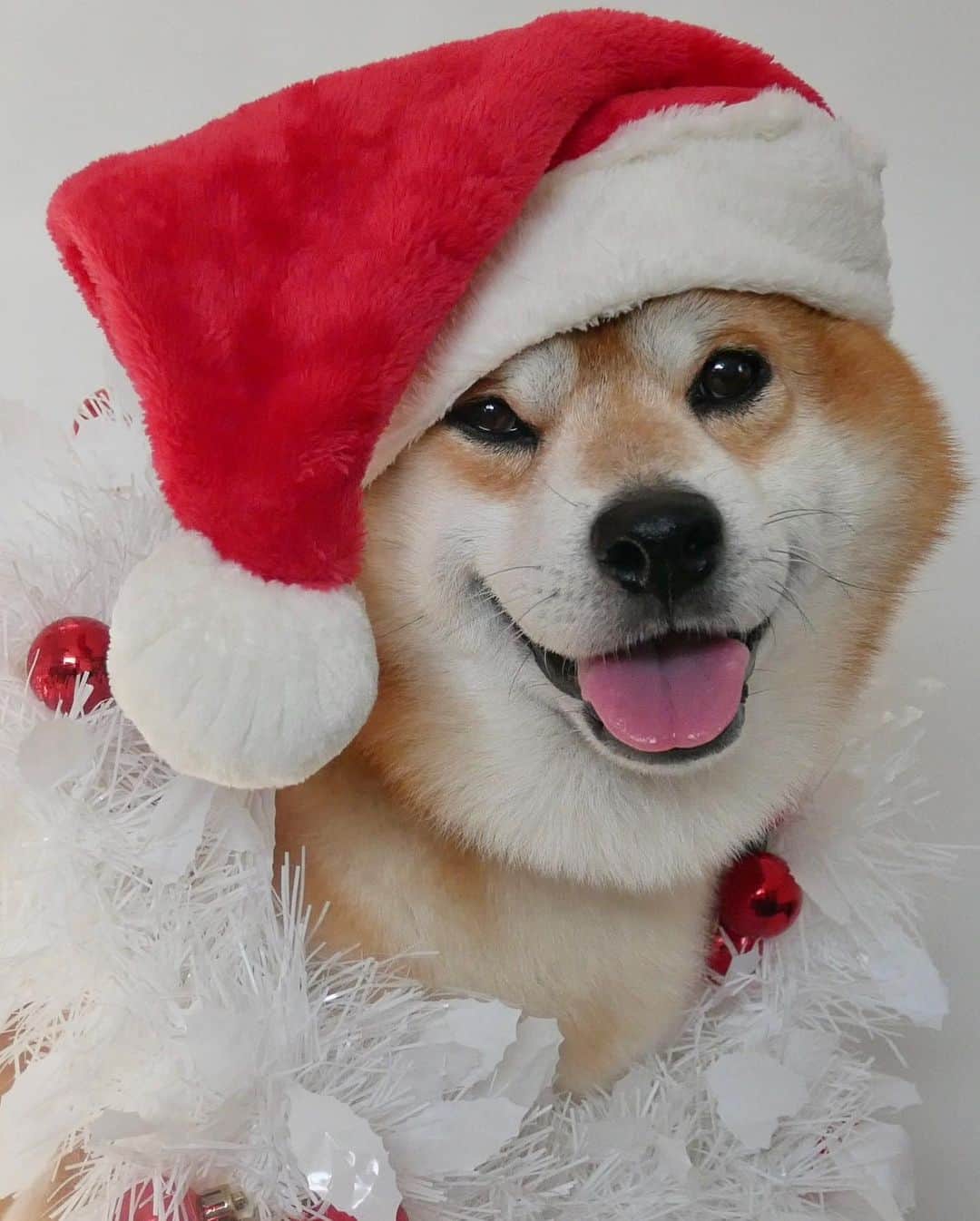 shibainu berryさんのインスタグラム写真 - (shibainu berryInstagram)「🎅🎁Merry Christmas🎄💝 4枚目→クリスマスプレゼントの新しいサンタさんのオモチャで大盛り上がり🐻🎶 5枚目→新しいボーンもゲット🎁 ・ べりやんがジャケットのクリスマスソング特集🌟 Apple MusicとSpotifyのプレイリスト🎧 「おうちでクリスマス」で検索して🔍べりやんのジャケット写真、みつけてねー！ OR 『おうちでクリスマス』🎅 ぜひ聴いてみてね〜🐻🦊 https://lnk.to/ouchidexmasbe ・ #MerryChristmas #christmas #クリスマス #メリークリスマス #メリクリ #恋人たちのクリスマス #pr  #❤️迷子犬の掲示板スタッフ @maigo_dog  #❤️迷子犬の掲示板四国 @maigo_dog_shikoku #めざせ迷子犬ゼロ👌 #柴犬 #べりやん #べりむく #多頭飼い #berry #shiba #shibainu  #shibainumania #shibastagram #instashiba #shiba_snap #proudshibas #サンデイ #instagramjapan #ふわもこ部 #pecoいぬ部 #pecotv #buzzfeedanimals #dogsofinstagram  #9gag」12月24日 23時57分 - shibainu.berry