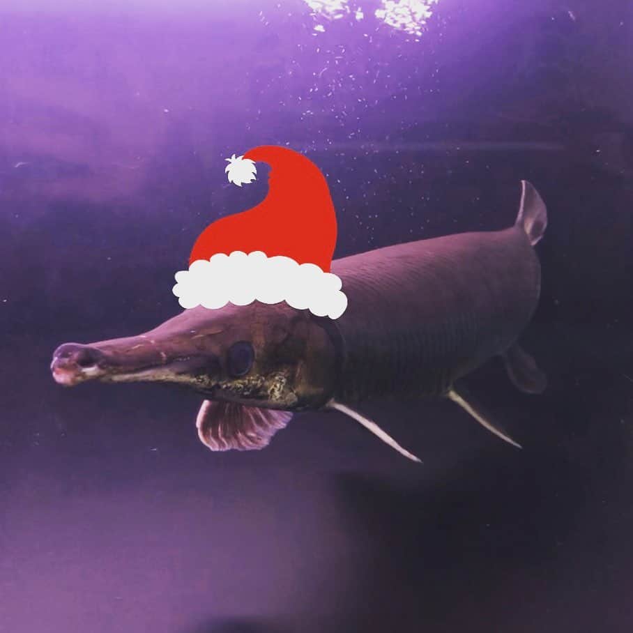 滝口大樹さんのインスタグラム写真 - (滝口大樹Instagram)「メリクリ #merrychristmas  #merryxmas  #aquarium  #大型魚 #古代魚」12月25日 0時14分 - daiki_bass5