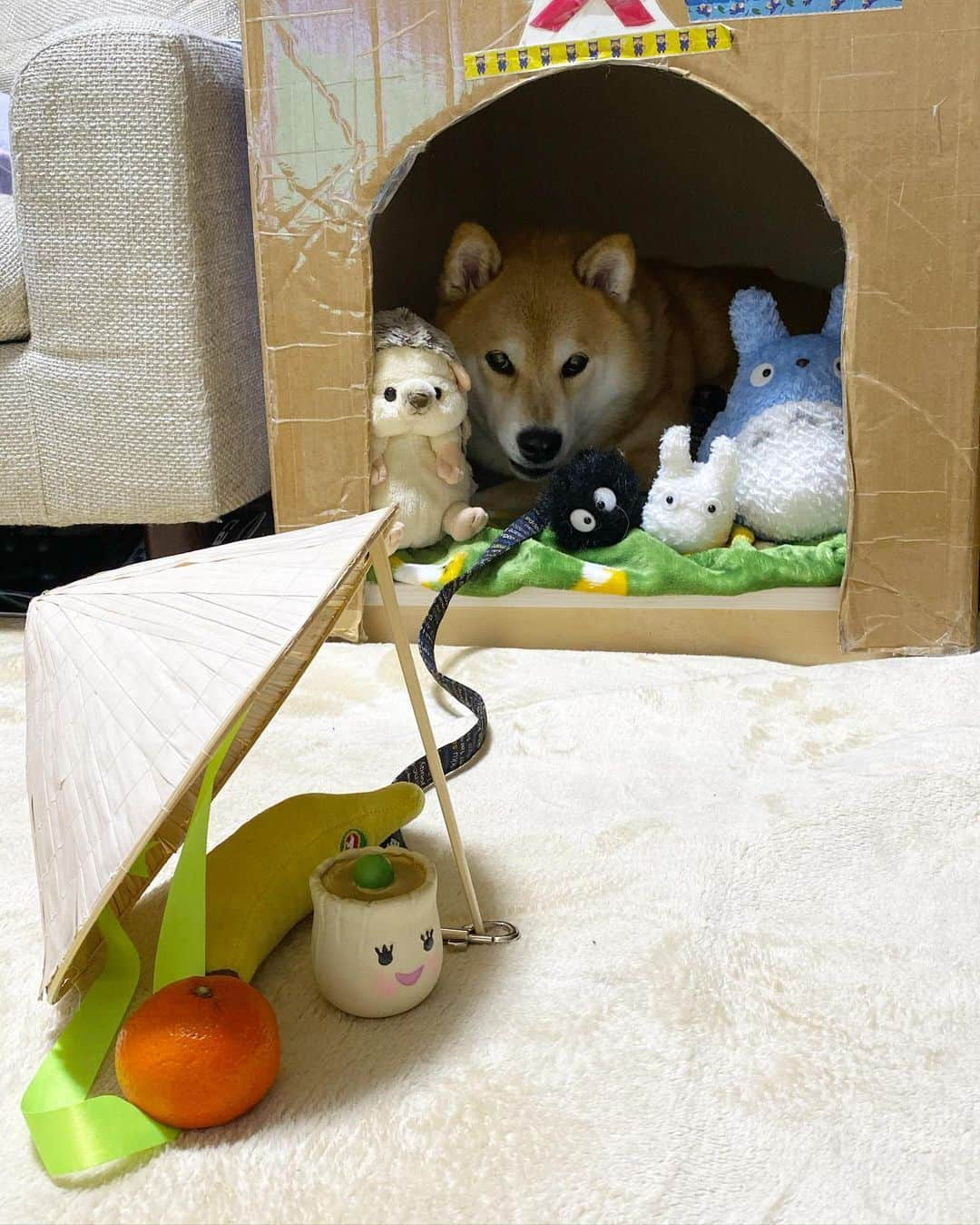 まる（まるたろう）さんのインスタグラム写真 - (まる（まるたろう）Instagram)「We set a trap for s Santa Claus ✨🐶🎅✨今年こそは！今年こそは！！ #直前で助けるから #安心してください #みかんも追加したし #かごも追加 #捕獲大作戦」12月25日 0時20分 - marutaro