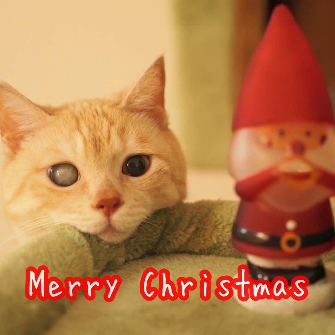 ruiruiさんのインスタグラム写真 - (ruiruiInstagram)「福からにゃ♪ . (=^･ω･)ﾉ☆︎*Merry X'mas*☆︎ . . . #クリスマス #福ちゃんは耳が聞こえない #福ちゃんは人間大好き #右目失明 #元野良猫 #保護猫 #猫 #にゃんこ #にゃんすたぐらむ #ねこ #茶トラ #ねこ部 #ふわもこ部 #ペコねこ部 #mofmo #deafcat #cute #cat #cats #catlover #catstagram #orangecats #instacat #Instagramcats #ilovemycat #catsofinstagram #catstagram_japan #petstagram」12月25日 0時23分 - maruelmoruru