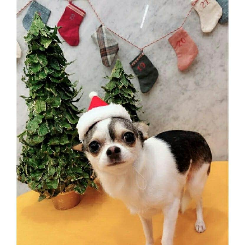 TWICEさんのインスタグラム写真 - (TWICEInstagram)「예쁜 우쯔 보고 싶어... 漂亮屋子好想妳... . . . Merry Christmas」12月25日 0時30分 - twicetagram