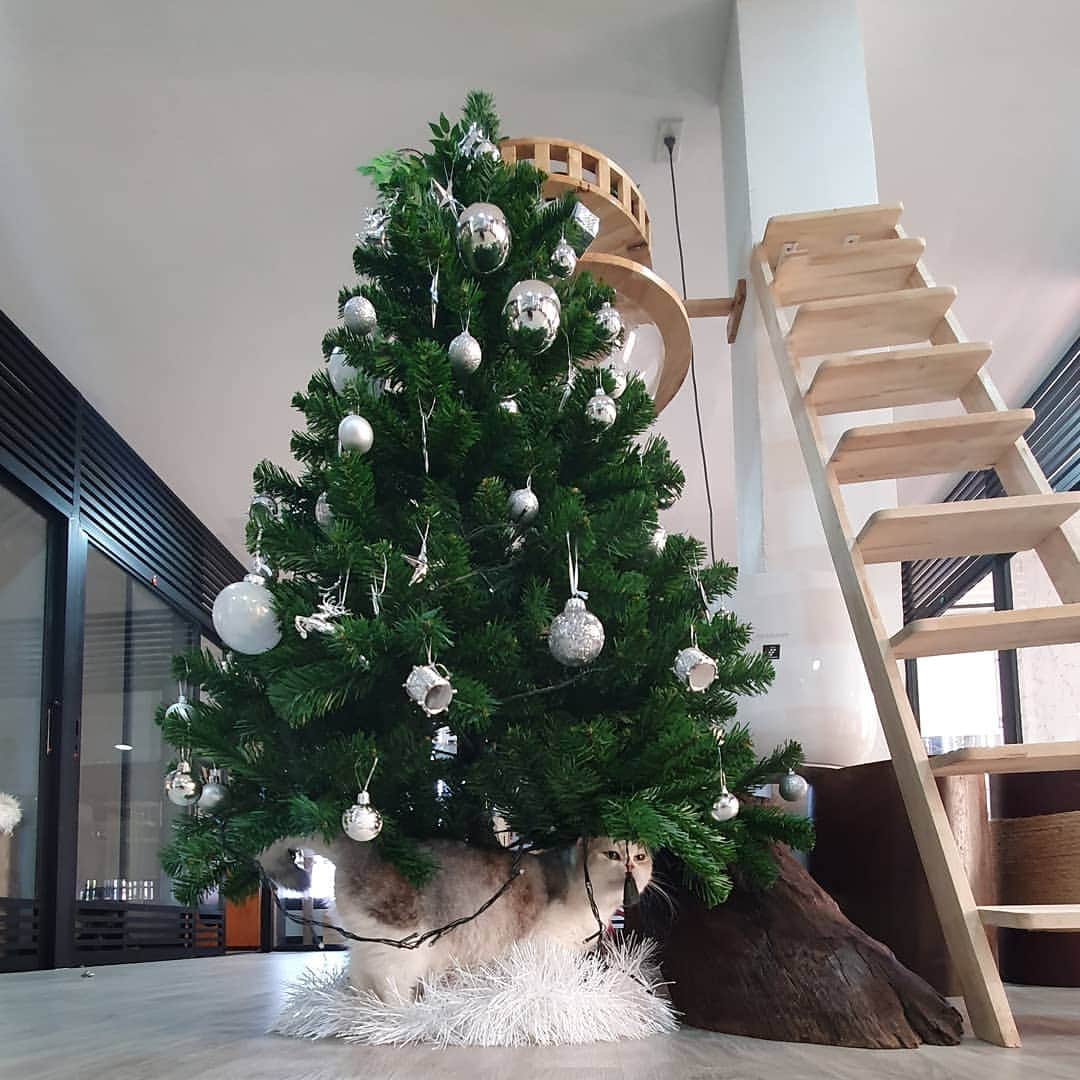 Som Siriのインスタグラム：「#cougarteamonlyyui is waiting for Santa  ซานต้ามากี่โมงคะ คูรอ  #scottishfold #catsofinstagram  #ทาสแมว #merrychristmas #christmastree #Christmas」