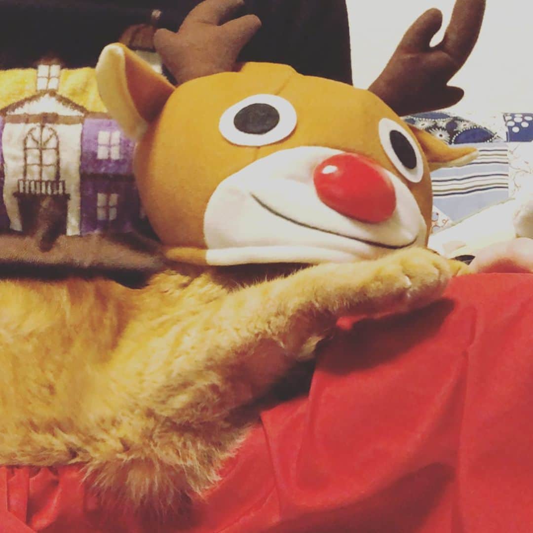 森永理科のインスタグラム：「Merry Christmas #きょうのとらやん」