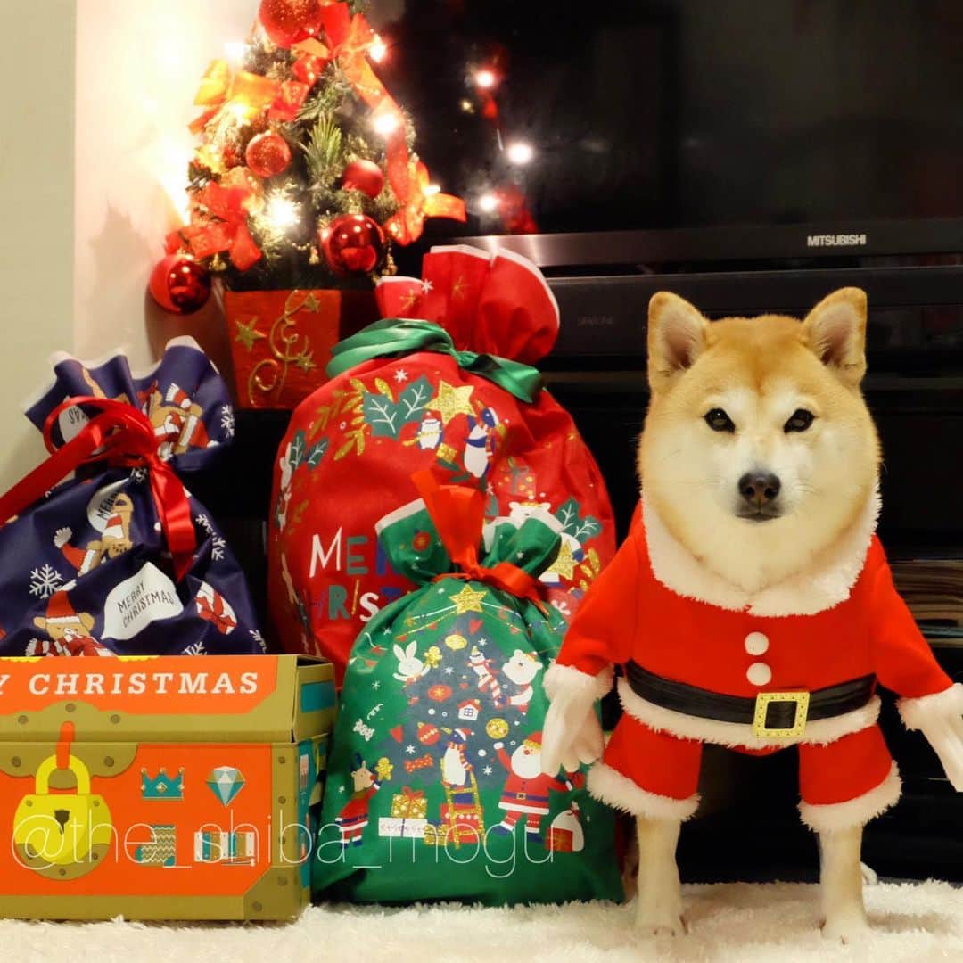 Moguのインスタグラム：「. ①もぐサンタのお仕事完了したなの。 Merry Christmas🎅 #クリスマスイヴ ②歩いて帰るなの。 #ソリはない . @the_shiba_mogu  #柴犬 #shibainu #shiba#赤柴 #redshiba#犬 #dog#しばいぬ#nannydog#犬と子供#子供と犬#柴犬と子供#柴#赤ちゃんと犬#犬と赤ちゃん#柴犬と赤ちゃん#赤ちゃんと柴犬#柴犬のいる暮らし#子守犬」