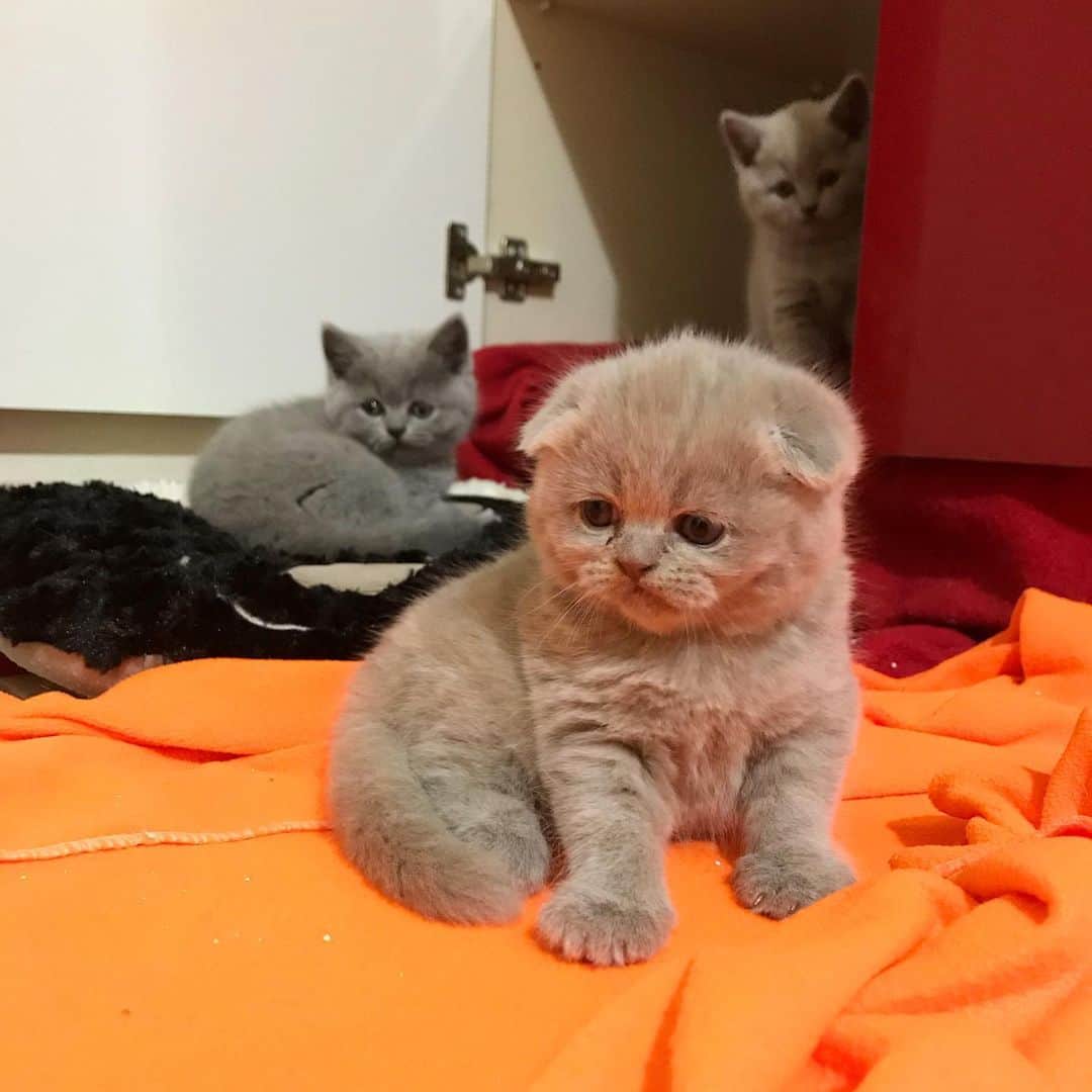 minik_catsのインスタグラム：「Yine düşünceli günümüzdeyiz 😂🐱 #cat  #cats #catsofinstagram #catlovers  #catlover #lovely #cute #katzen #love #instacat #scottishfold #britishshorthair」