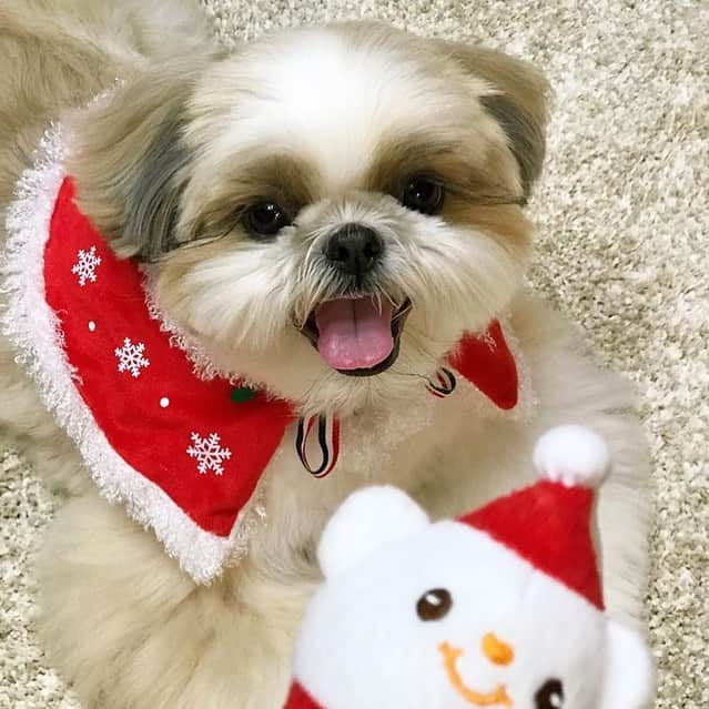 りんくのインスタグラム：「Santa Paws is coming to town 🎶🎅🏼🎁🎄❤️✨ #happyholidays #merrychristmas * * * * * めりくりーでつ🎄✨ 皆さん、素敵なクリスマスをお過ごしください🥳🐶❤️」