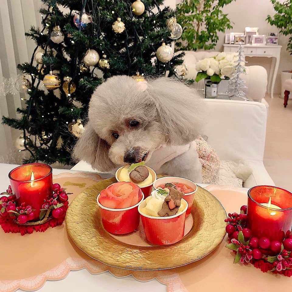 和泉佳子さんのインスタグラム写真 - (和泉佳子Instagram)「街中がクリスマスに包まれたクリスマスイブ🎄 . 今年も、ポロの行きつけサロン「MISS BIBI」さんから、ポロちゃん用のクリスマスケーキをプレゼントしていただきました🎂 . 手前から、「苺のブラマンジェ」と「テディーズ トライフル」、「アップルロール」、そして、「薔薇のアップルパイ」の可愛いワンちゃん用ミニカップケーキの詰め合わせ💕 . ポロちゃん、おりこうさんに『待て』が出来ました🙆‍♀️💕 . ・・・と思ったら、ガマンできずに思わずペロリ🐶（笑） . 見ている私も思わず笑顔になりました😊✨ . 「MISS BIBI」の皆様、今年もありがとうございました💗 . . . . MISS BIBI @missbibi_hotel_shop . . . #25ans #和泉佳子　#クリスマスケーキ　#クリスマス　#ヴァンサンカン　#エレブロガー　#ポロちゃん　#エレdog」12月25日 1時10分 - yoshiko_izumi