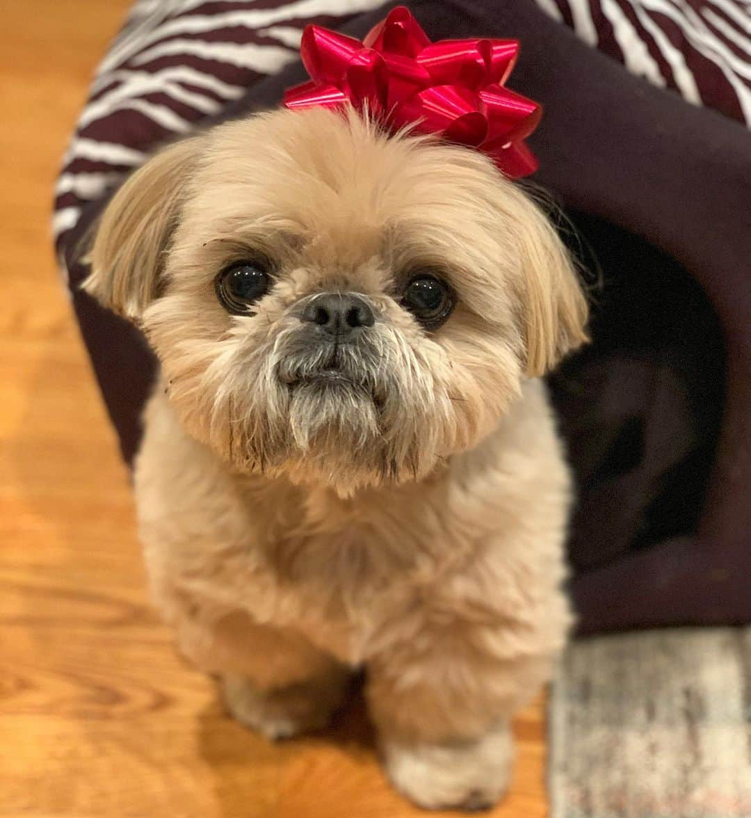 Dougie the Shih Tzuさんのインスタグラム写真 - (Dougie the Shih TzuInstagram)「All wrapped up 🎁」12月25日 1時37分 - dailydougie