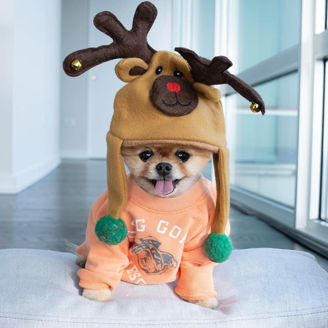 jiffさんのインスタグラム写真 - (jiffInstagram)「Rudolph ❤️🦌」12月25日 1時35分 - jiffpom