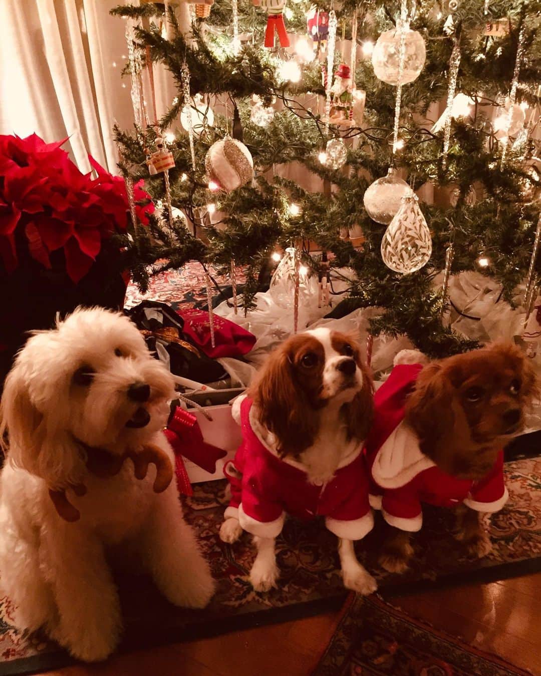 木下ココさんのインスタグラム写真 - (木下ココInstagram)「✨🎄🎄Merry Christmas &  Happy Holidays🎄🎄✨ ・ ・ #merrychristmas  #sansasnow #xmasparty  #christmas #xmastree  #xmasday #xmasdog  #christmasdogs #santadog  #cavaliers #cavalierlover #キャバリア」12月25日 1時42分 - cocot_chan
